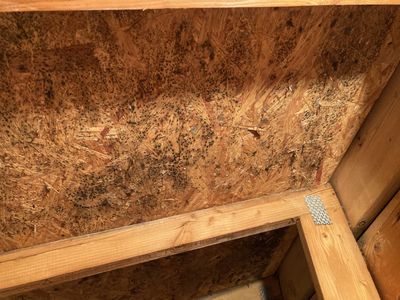 Mold Remediation in Attic