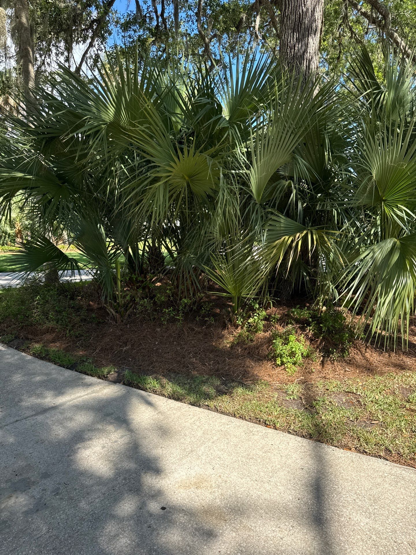 Residential | Pine Straw Install by ProGreen Services