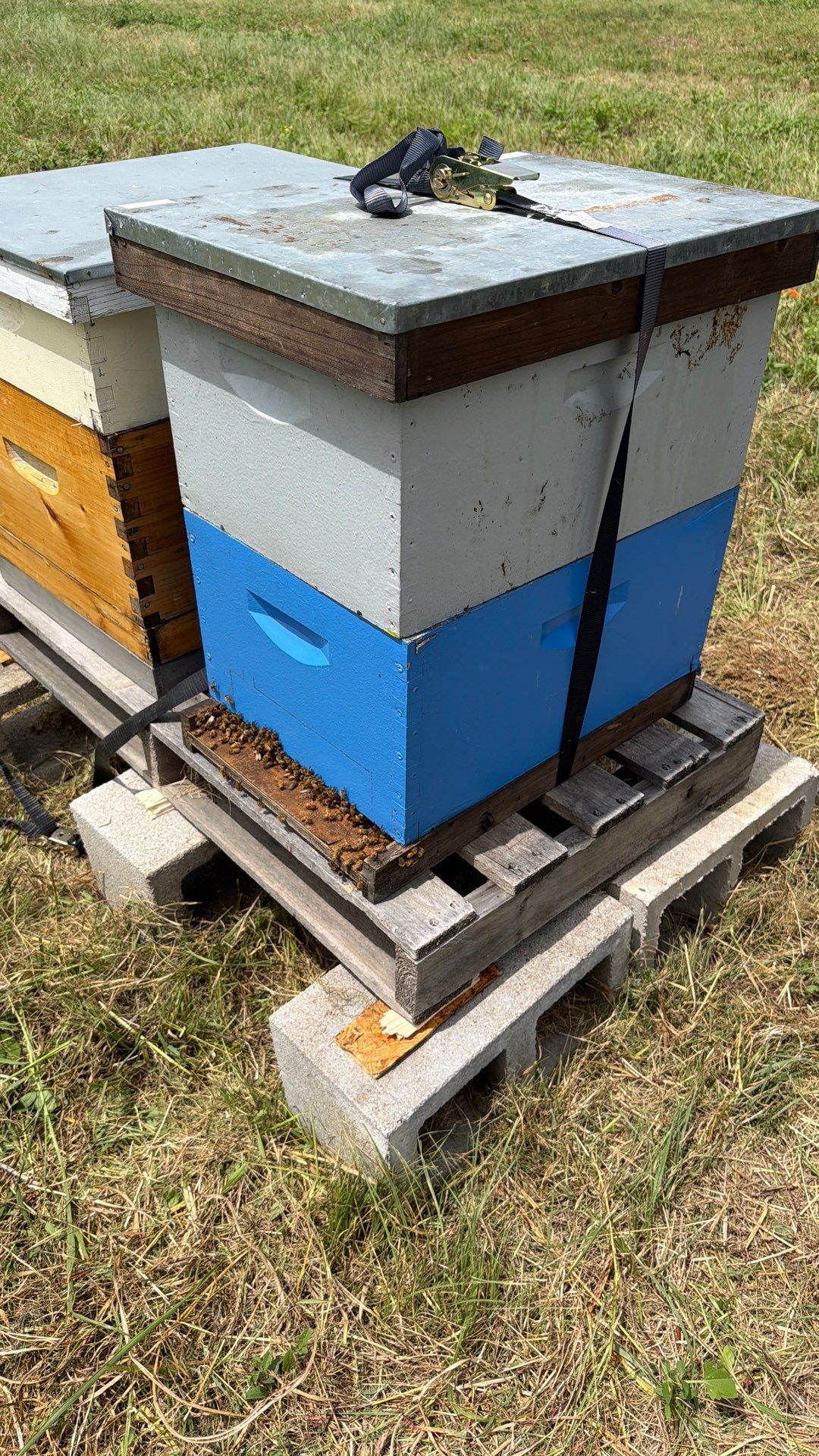 Porter & Pony Apiary by Rockwall Honey Bee Company