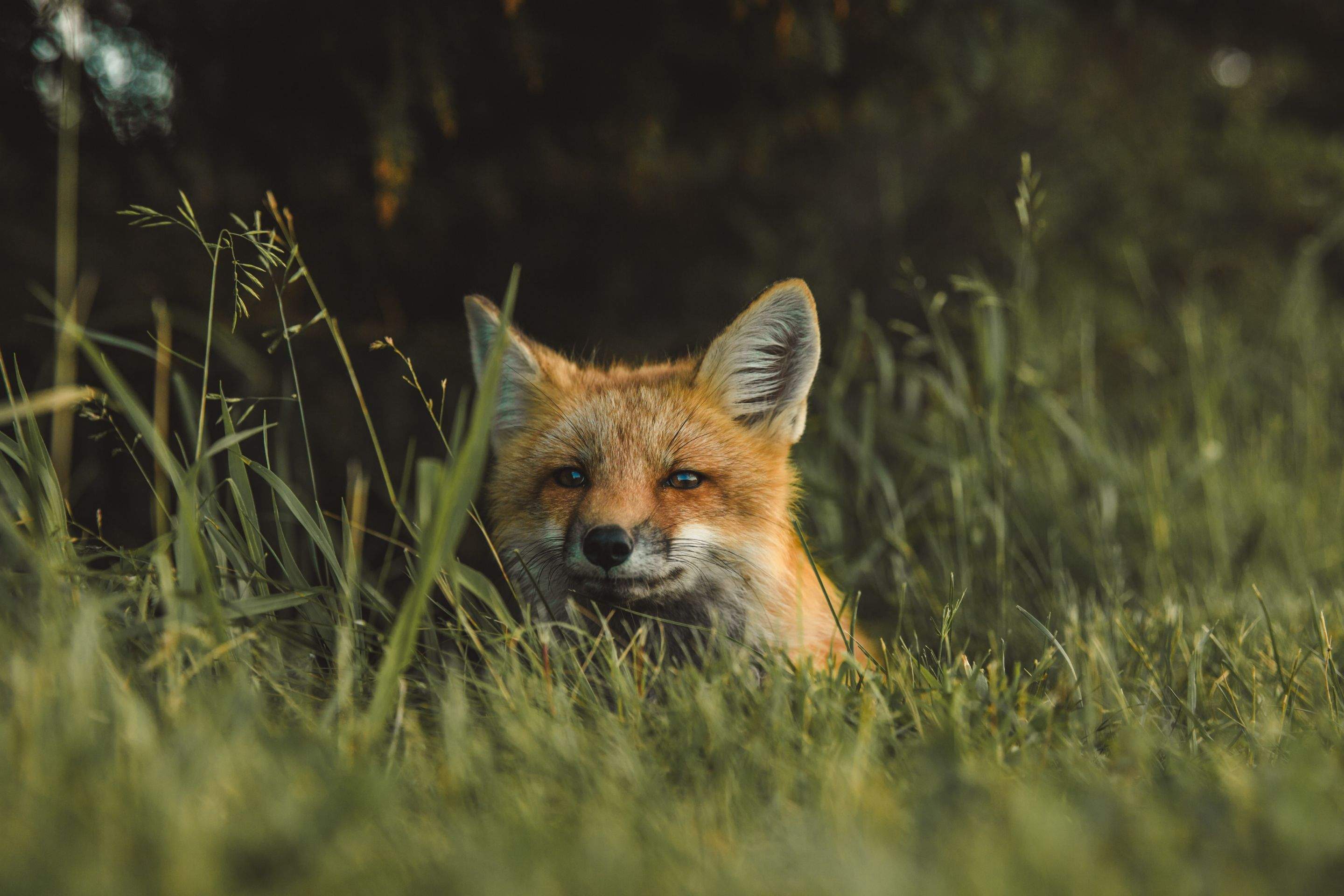 Animals using Ruby by CompanyCam