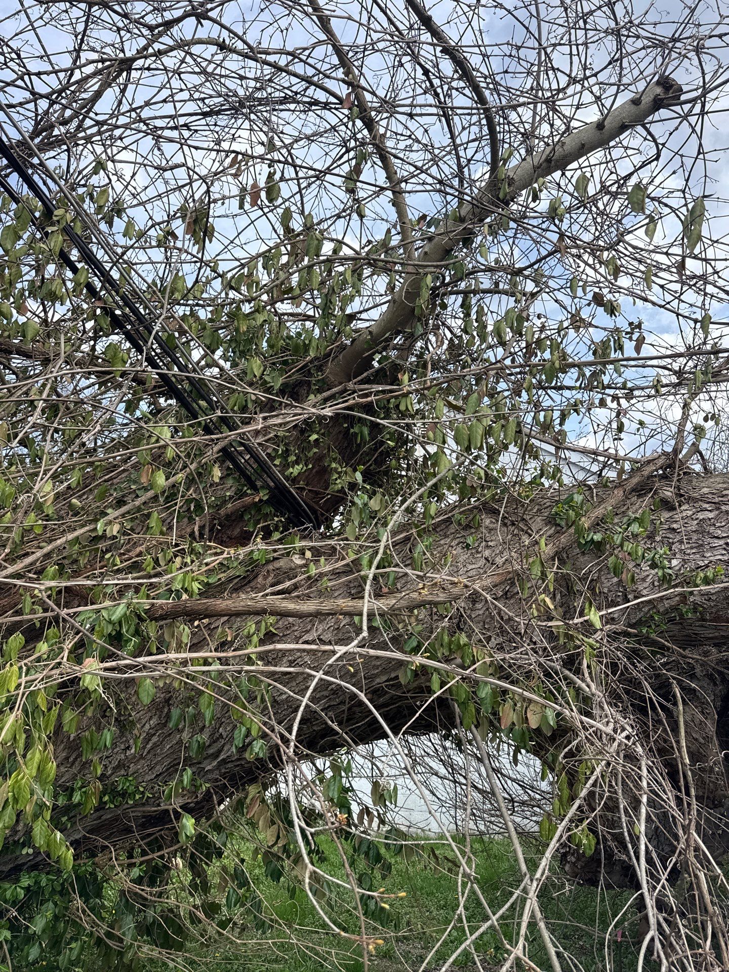 Project in Nitro, WV Rotator Crane Lifts Tree Off House | Nitro WV • One Wrong Move Job | Rotator Crane Tree Removal • Heavy Rescue Tree Job | Nitro WV • Extreme Tree Removal Over Home | Nitro WV by Jones Empire LLC
