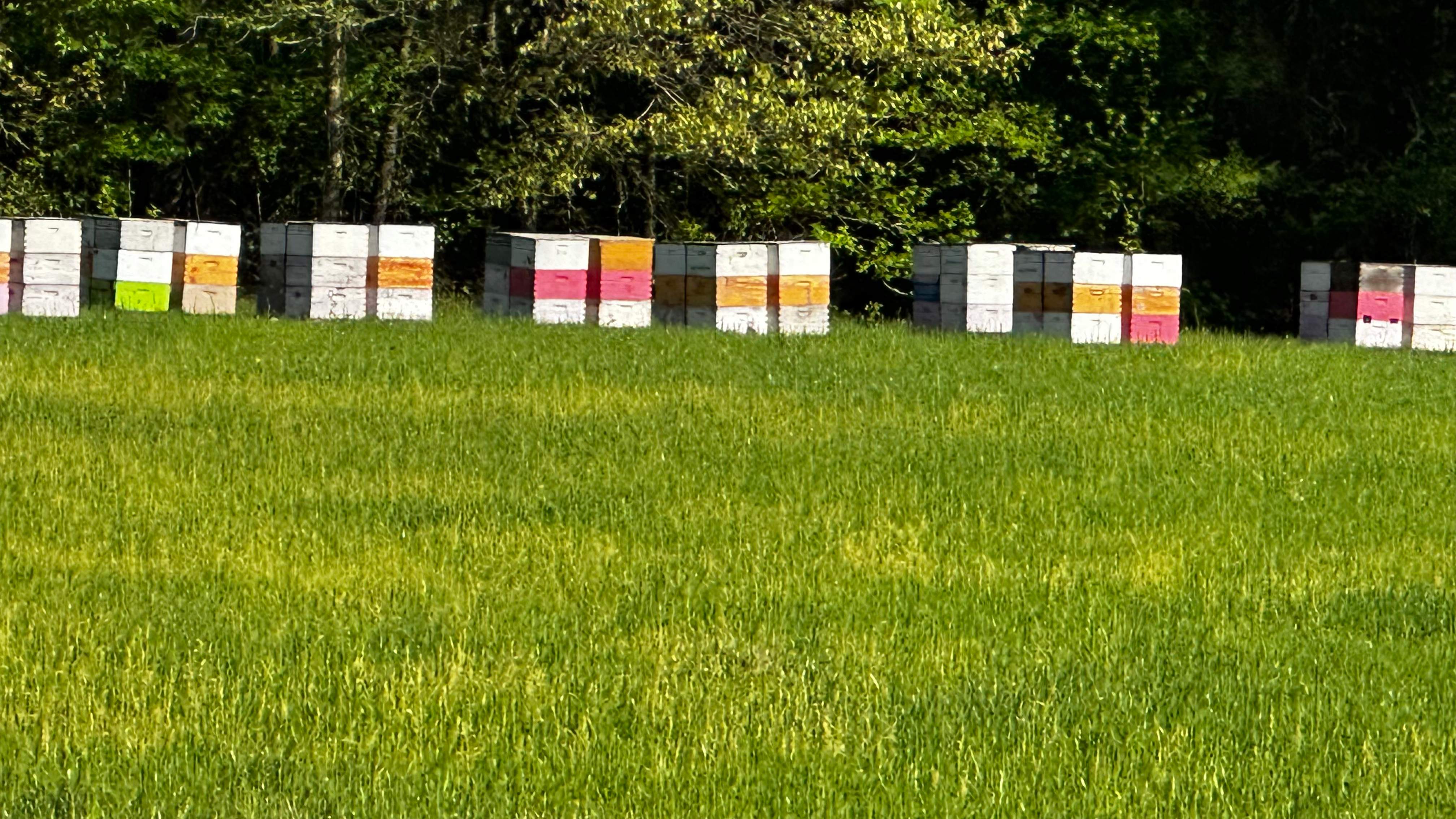 Traylor's Hay Meadow Apiary by Rockwall Honey Bee Company