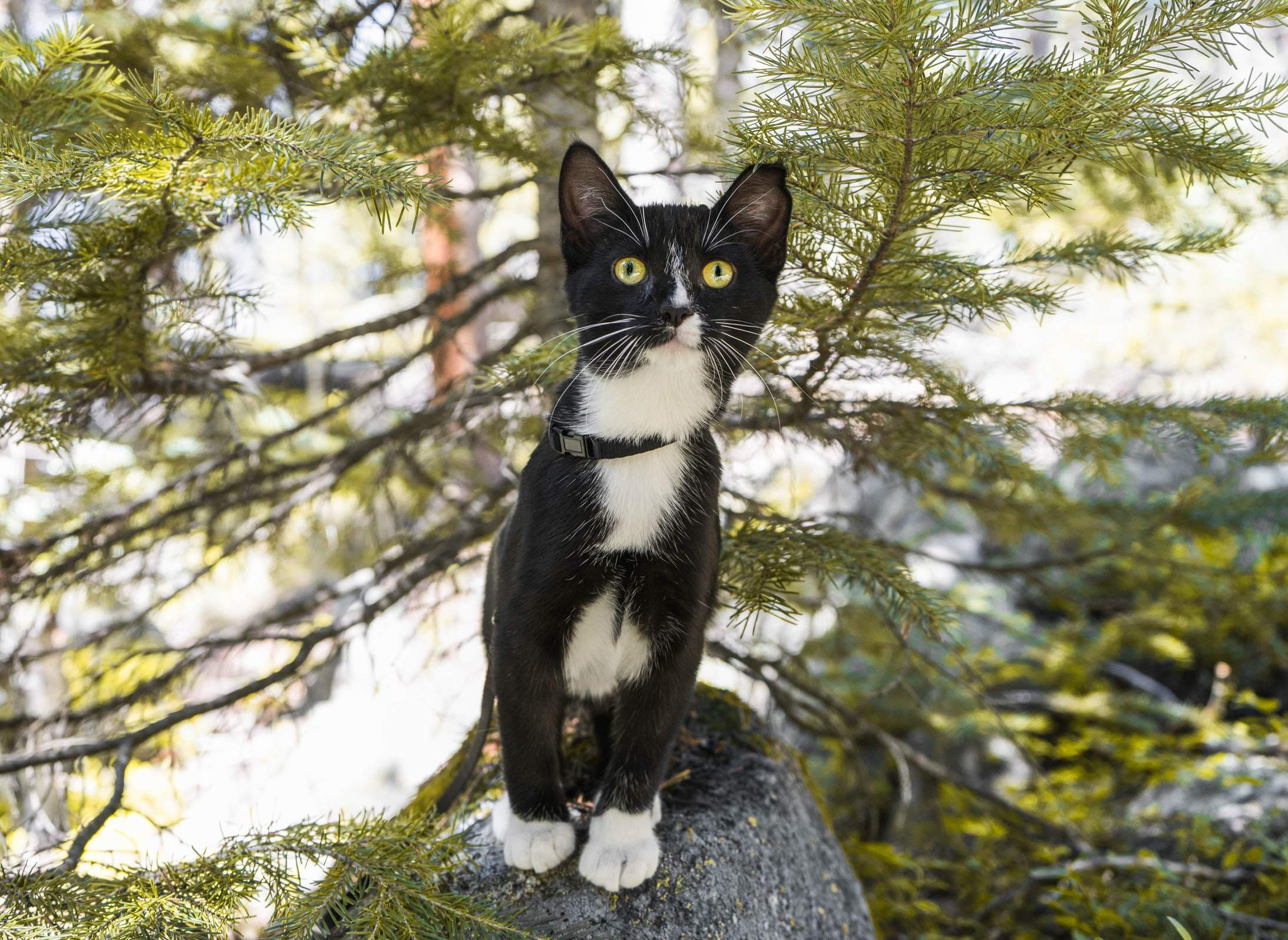 Kittens! by CompanyCam