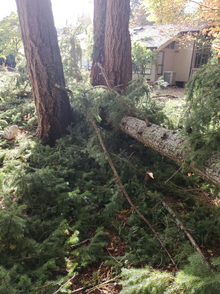 Tree Removal using Tree Removal by Mike Jones & Sons Tree Service LLC 