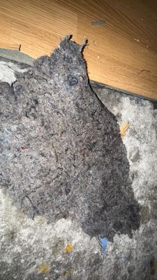 Wet Carpet Drying — Cape Coral, FL