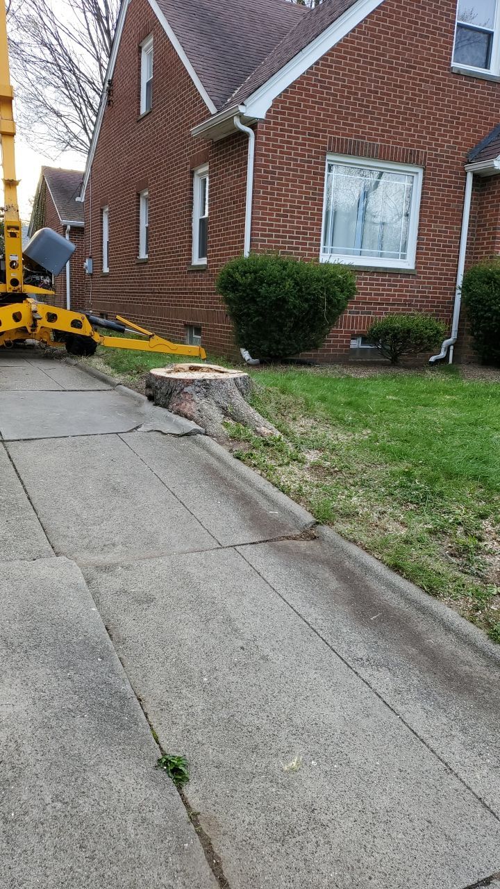 Tree Removal using Tree Removal by Mike Jones & Sons Tree Service LLC 