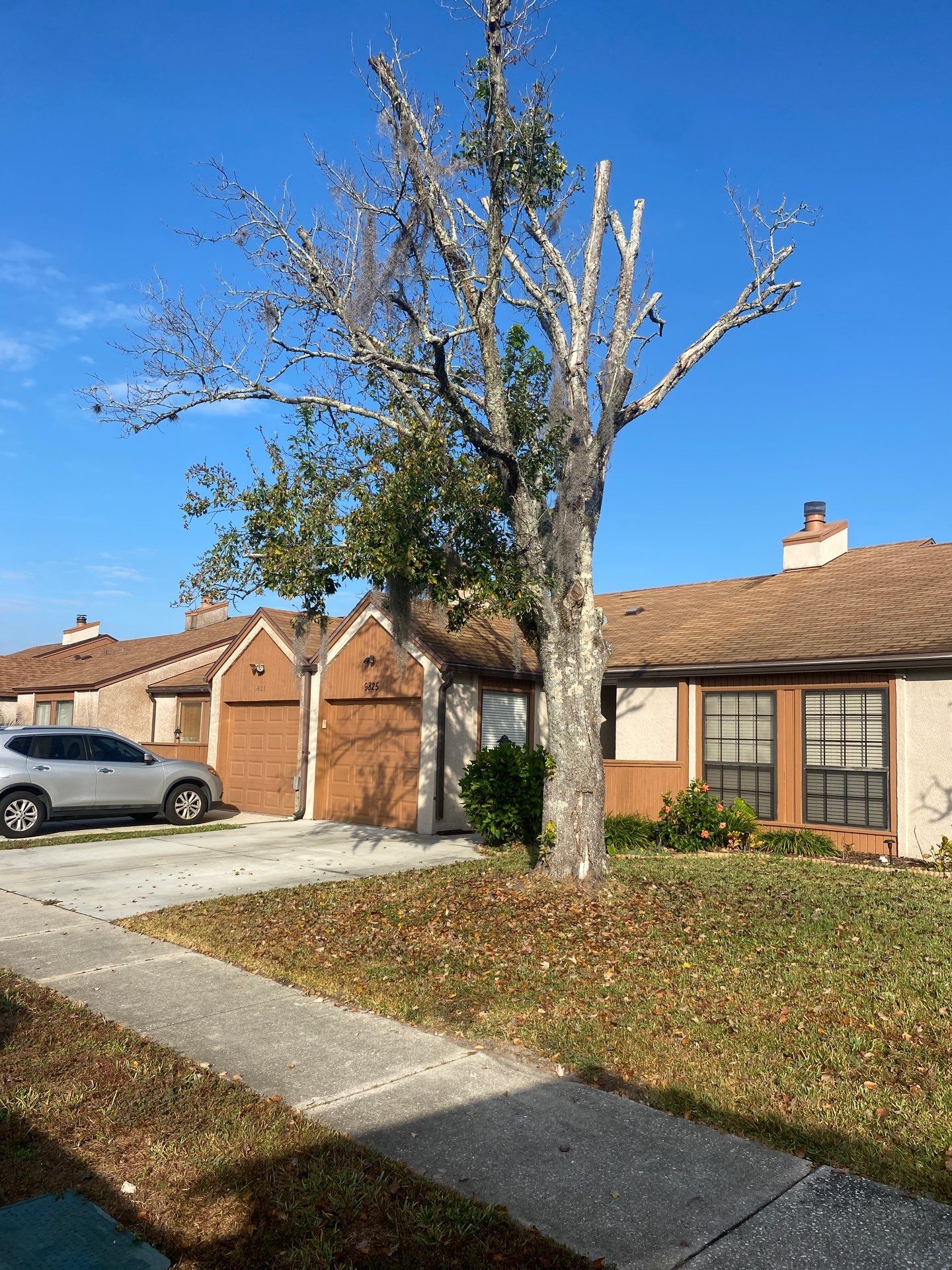 Residential | Tree Removal & Trimming by ProGreen Services