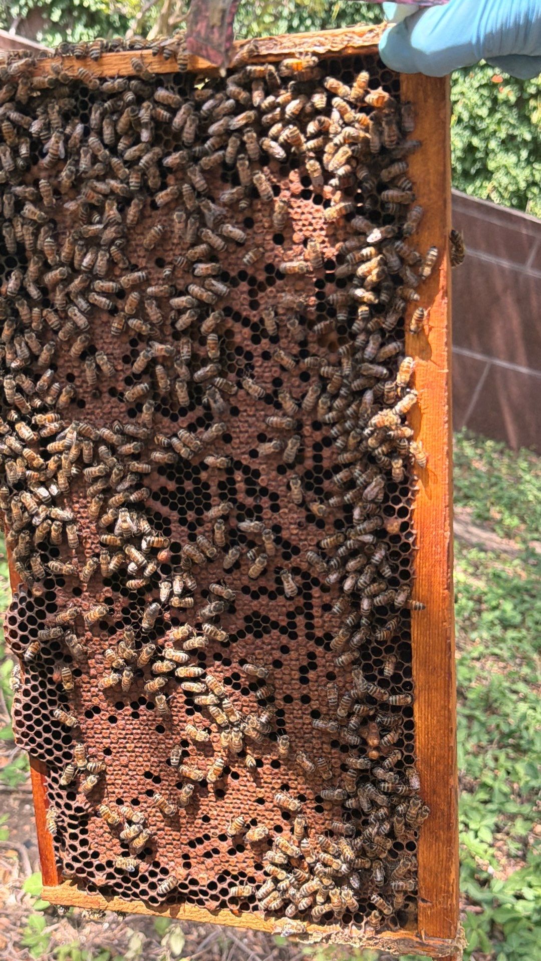 Urban Bees in North Dallas by Rockwall Honey Bee Company