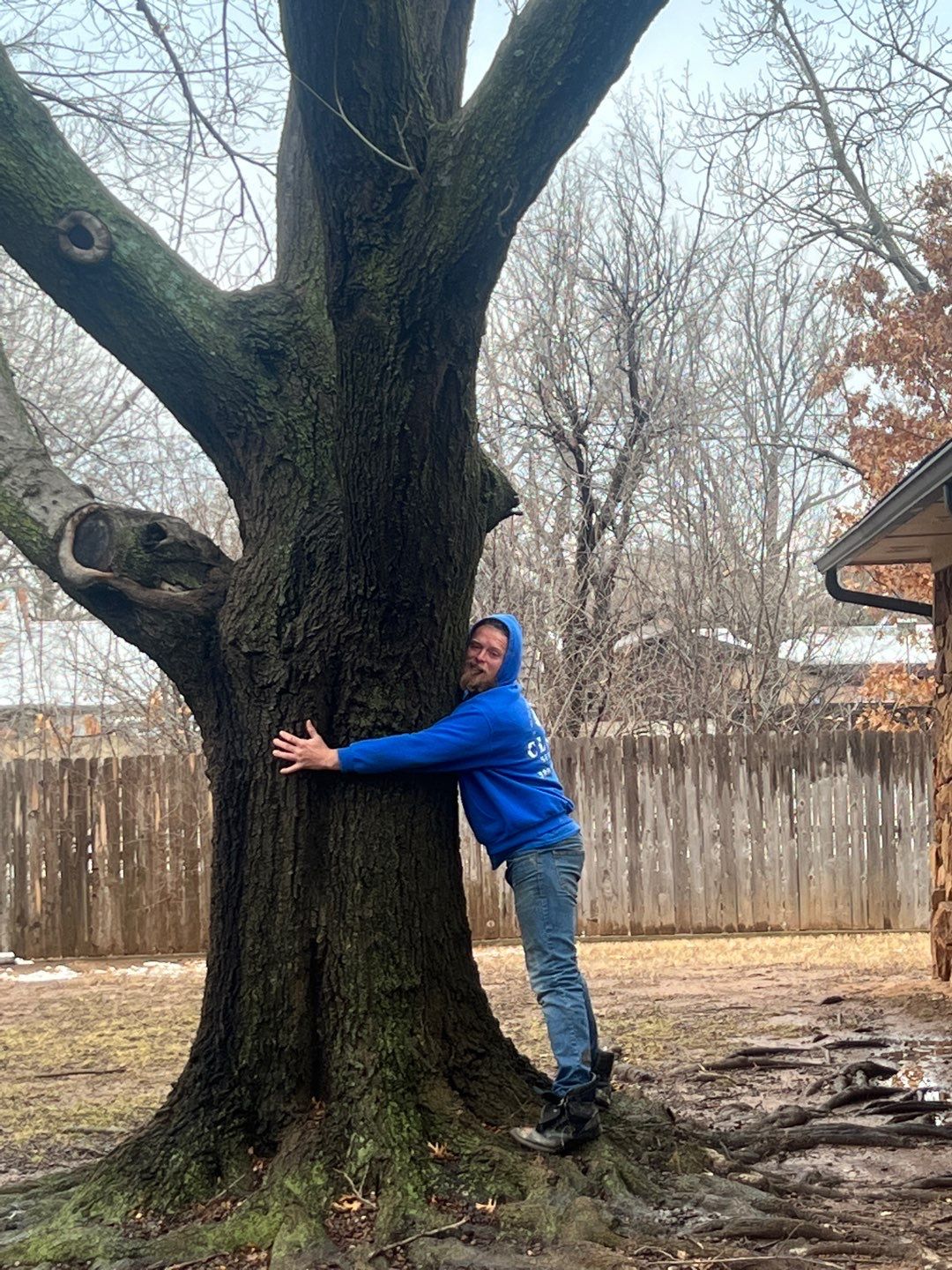 Large Oak Removal by Clays Services Inc