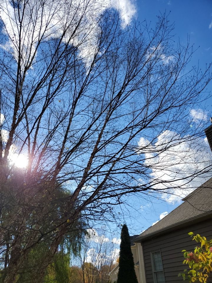 Tree Removal using Tree Removal by Mike Jones & Sons Tree Service LLC 