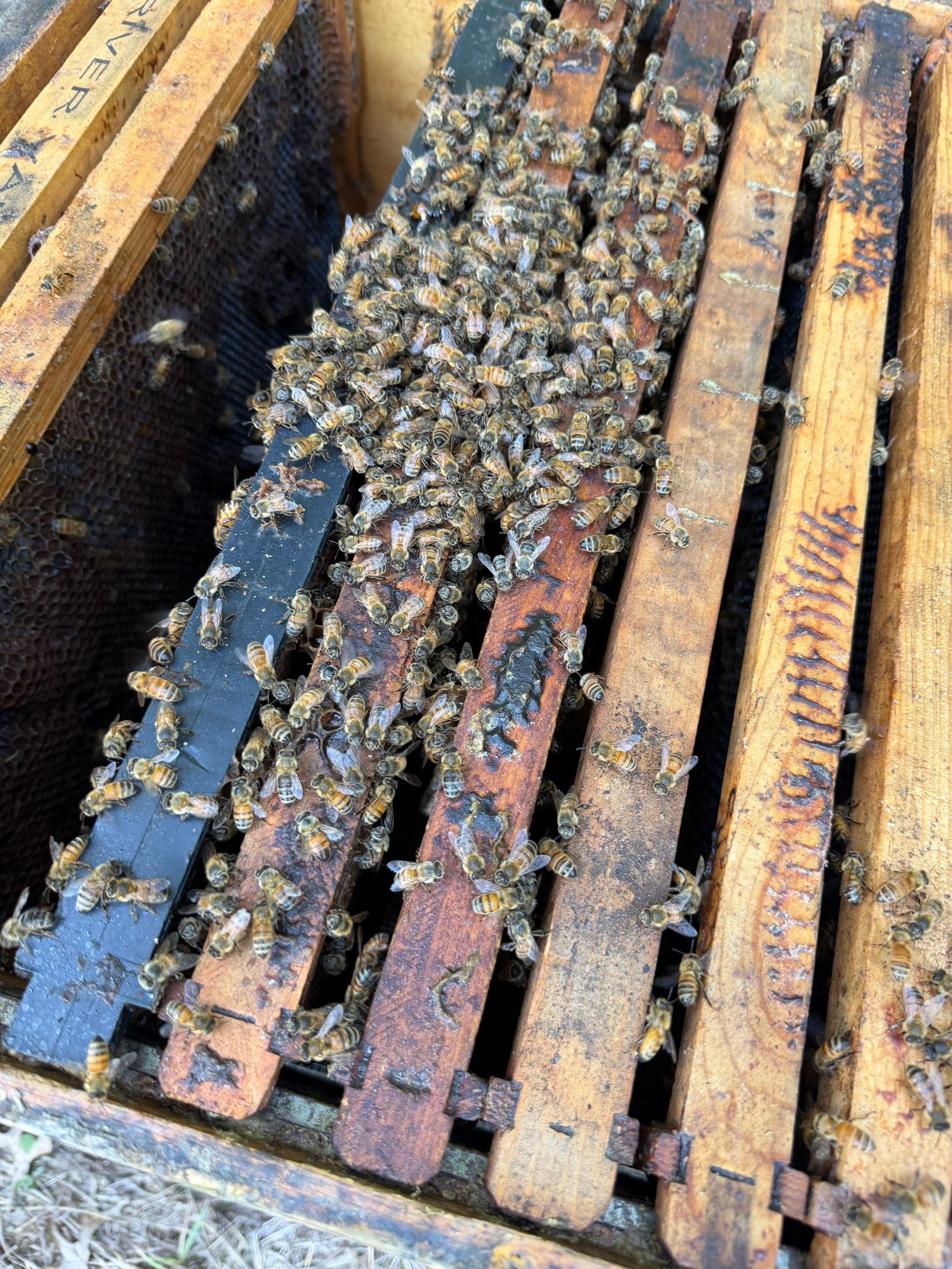 Another Bottoms with Bees by Rockwall Honey Bee Company