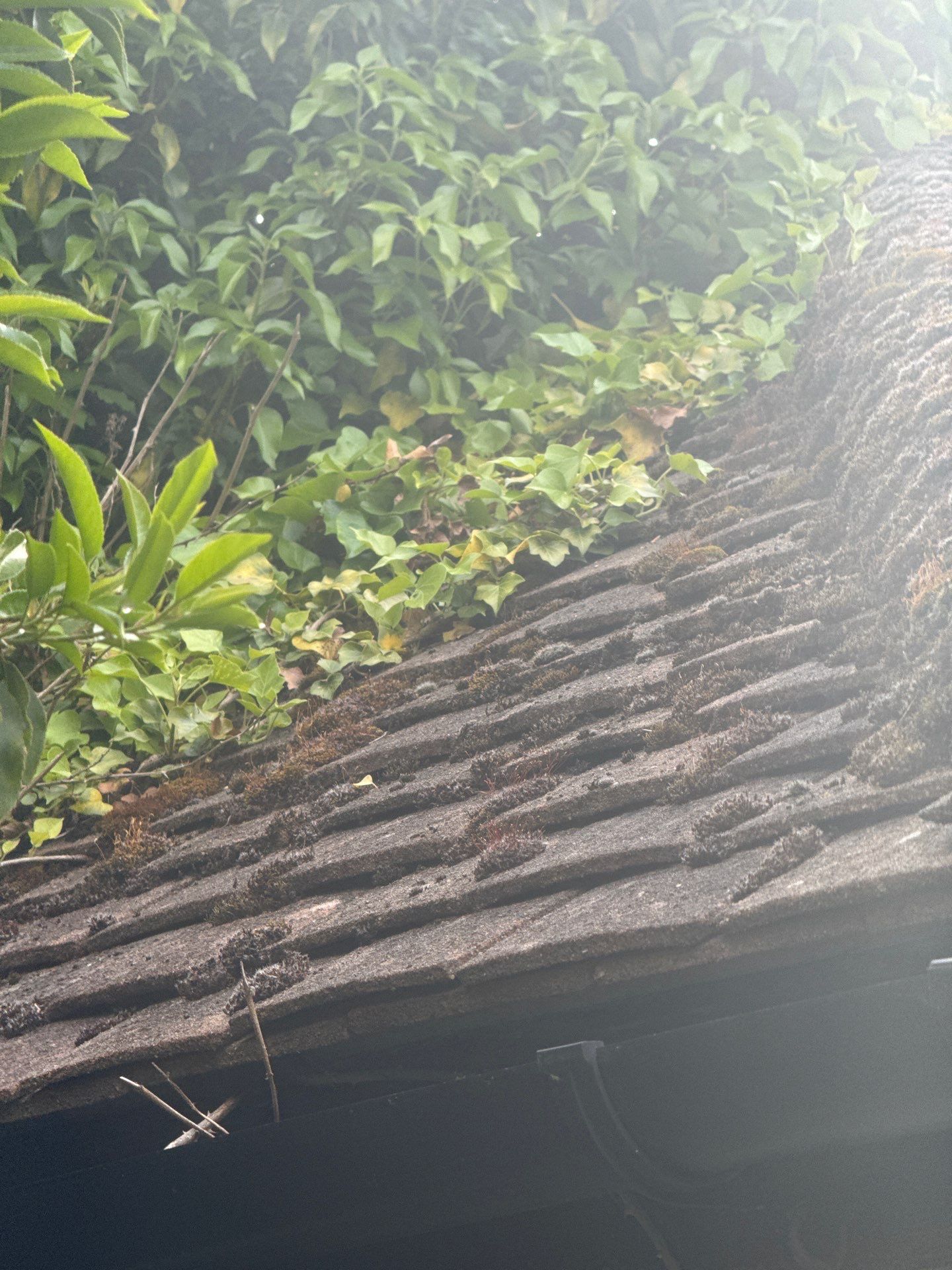 Roof Clean  - Moss Removal - Gutter Clean using Honda 15lpm Low Pressure Washing Machine by Ges Exterior Cleaning ltd
