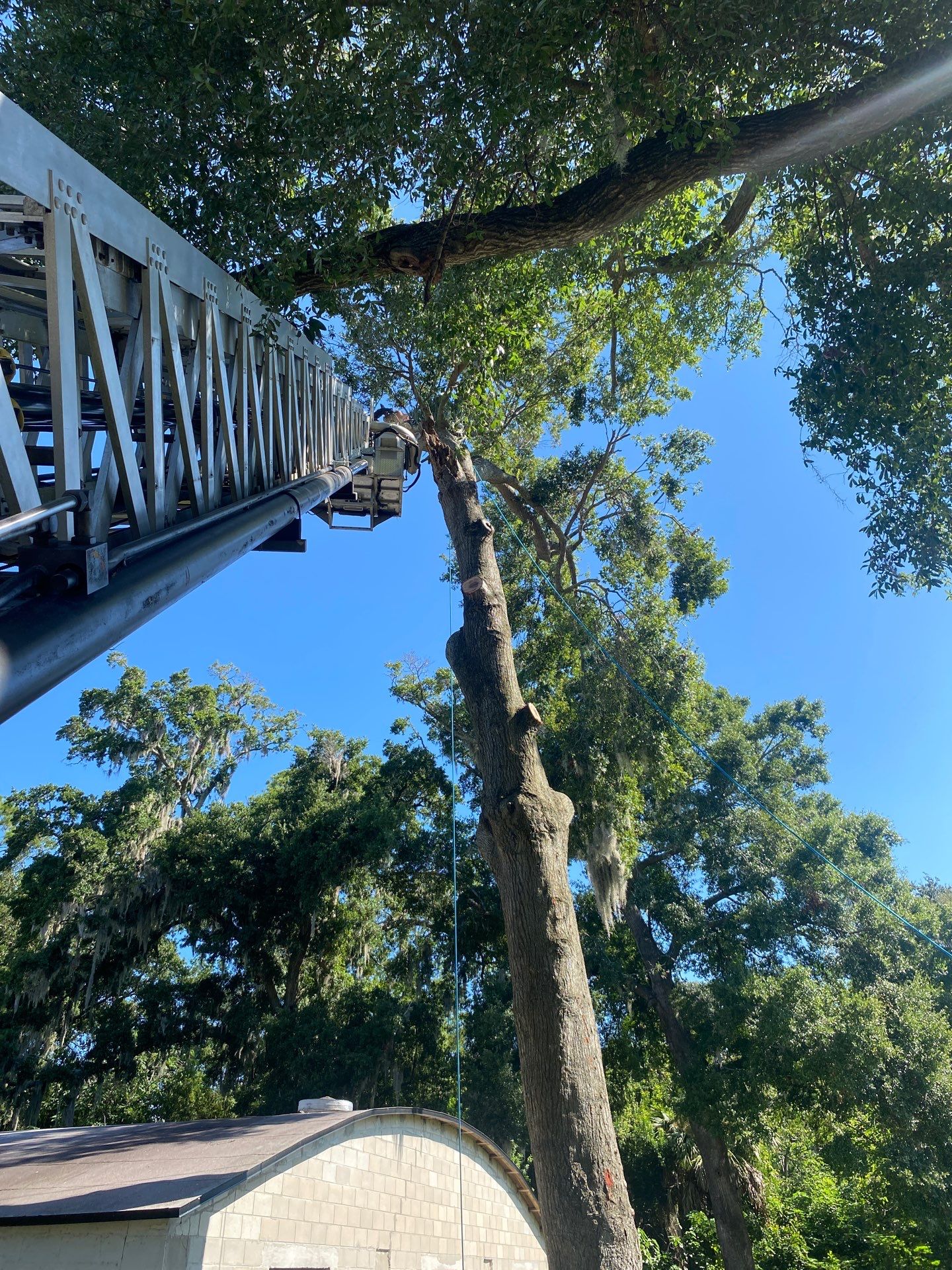 Commercial Property | Clean Up & Tree Removal by ProGreen Services