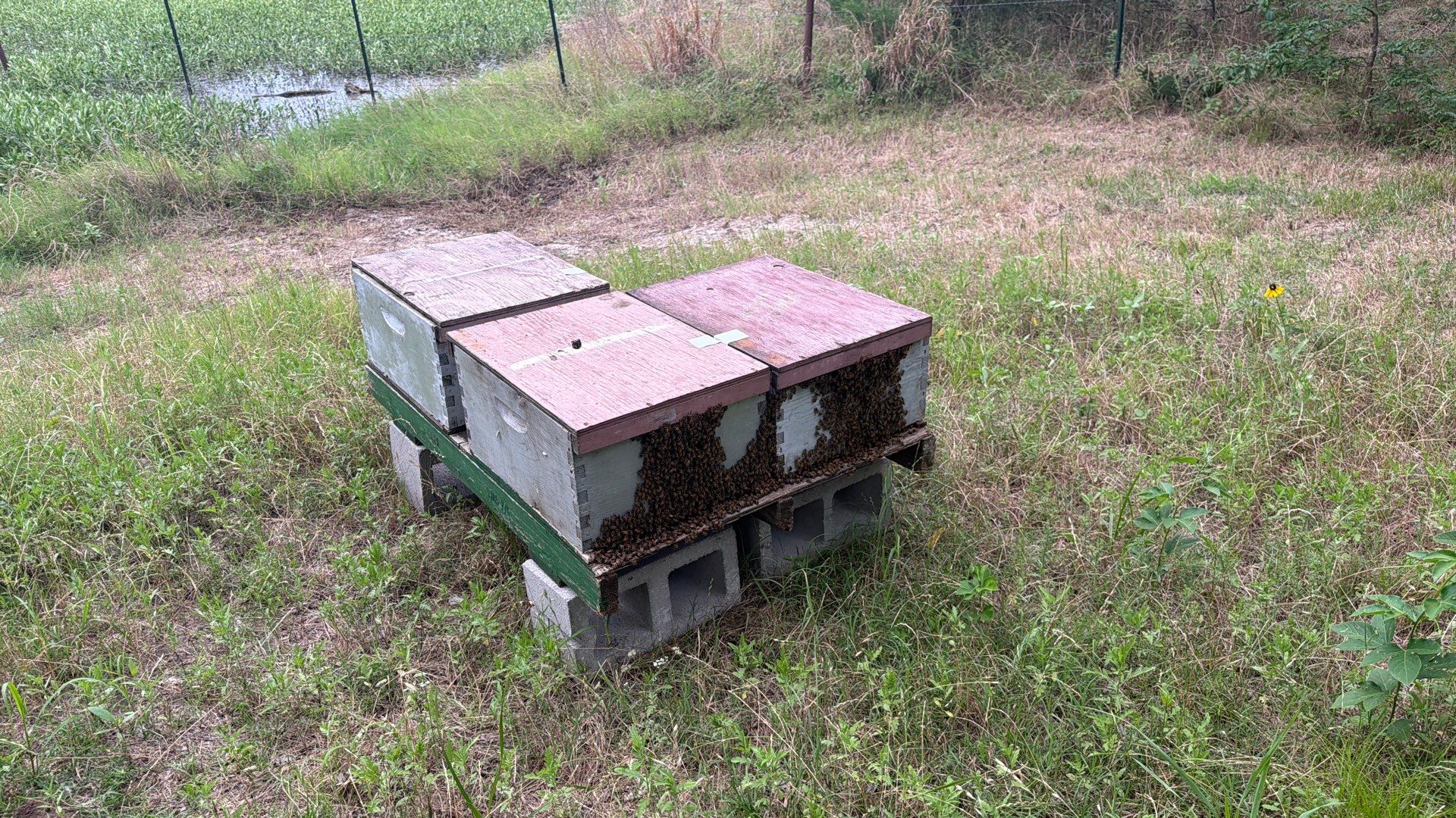 Project in Terrell, TX by Rockwall Honey Bee Company