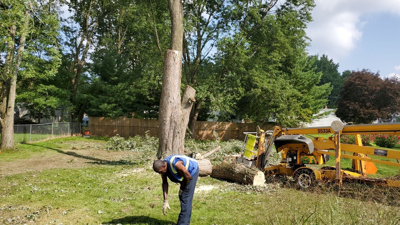 Tree Removal by Mike Jones & Sons Tree Service LLC 