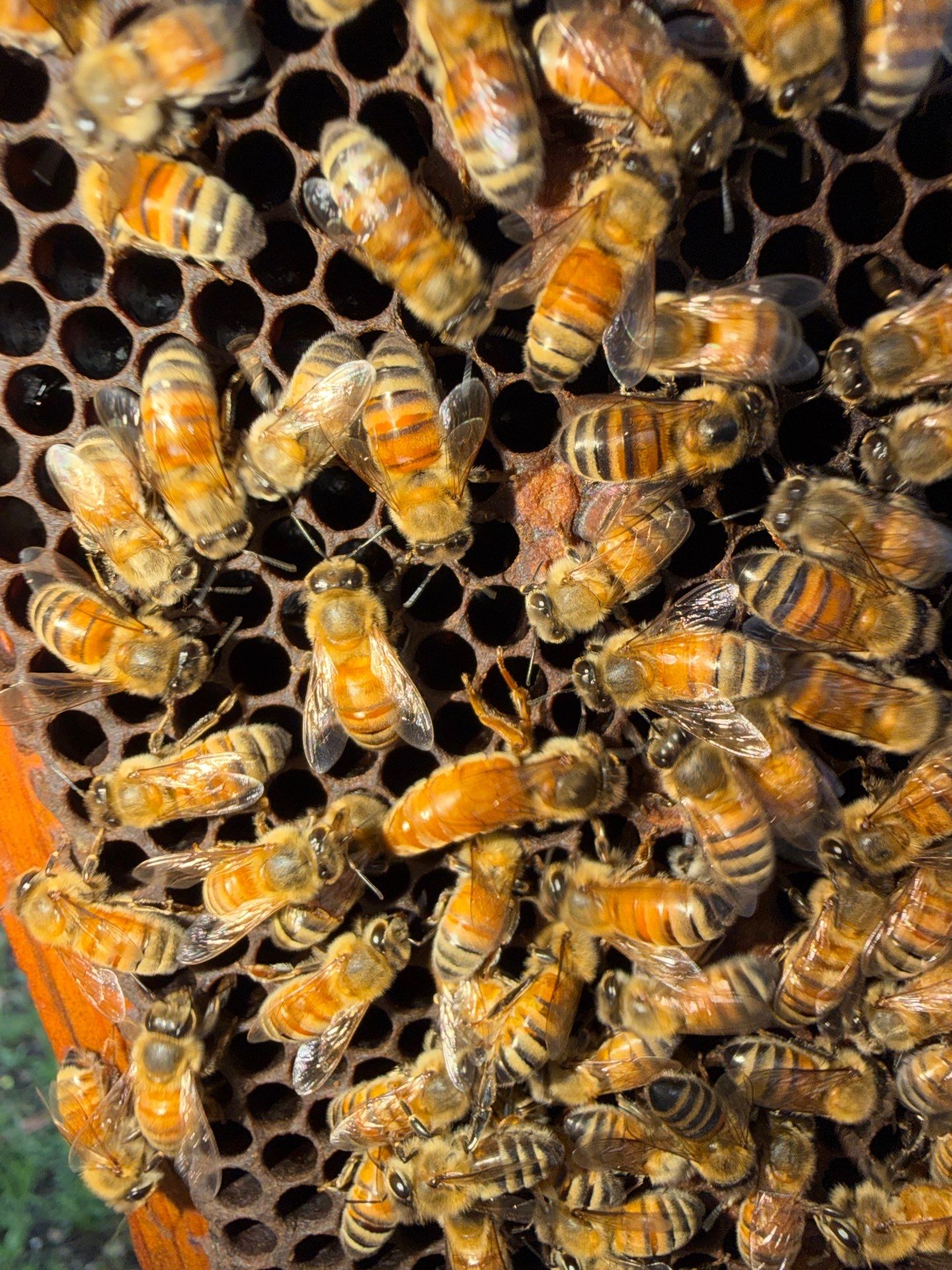 Industrial Bees by Rockwall Honey Bee Company