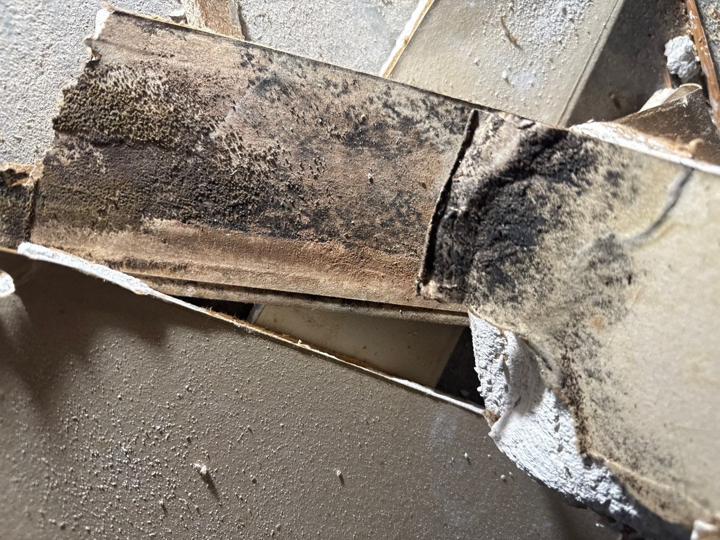 Rehoboth Beach VFW Indoor Air Restoration & Basement Mold Remediation by Healthy Home Solutions