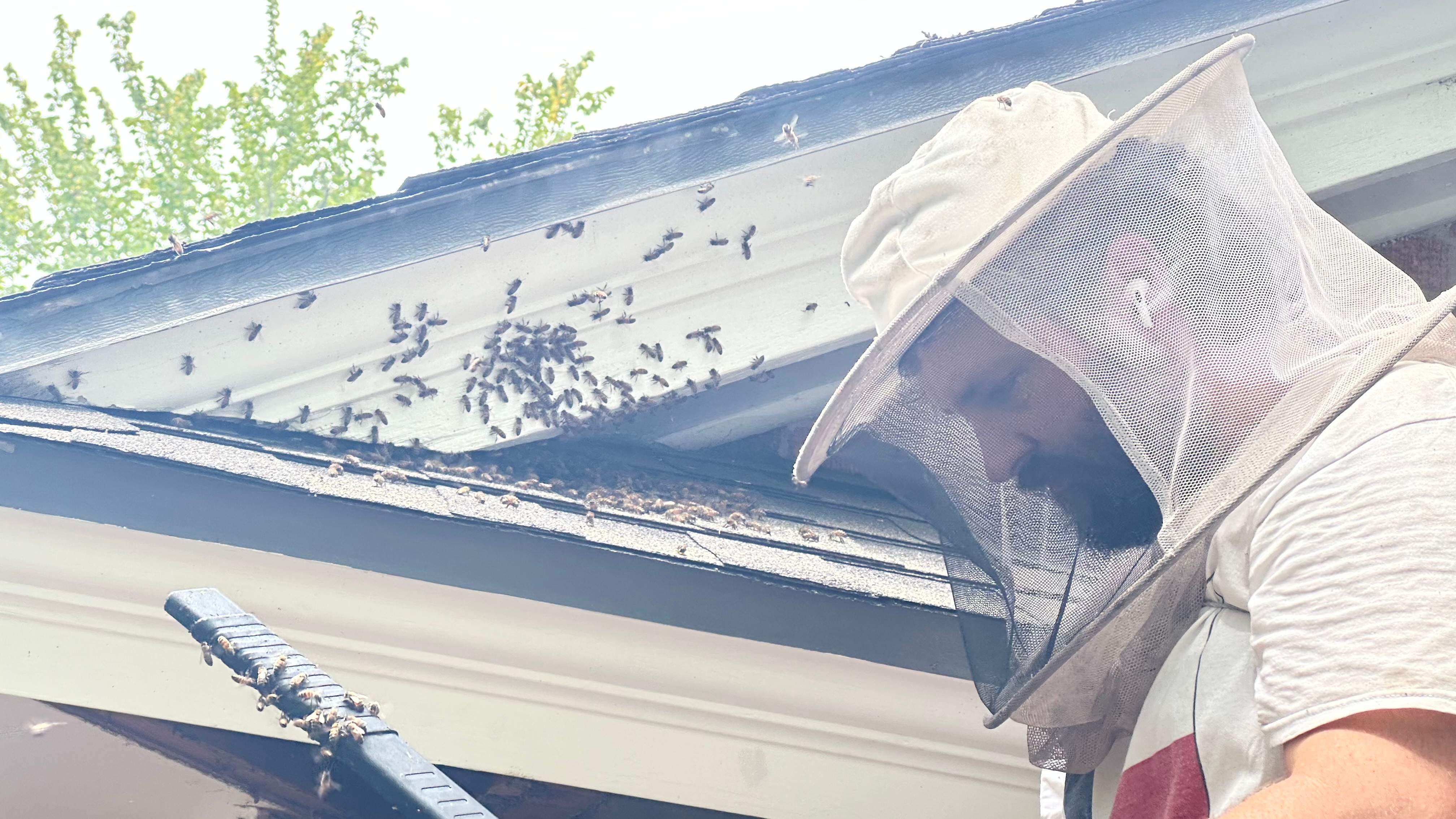 Long-term Residents by Rockwall Honey Bee Company