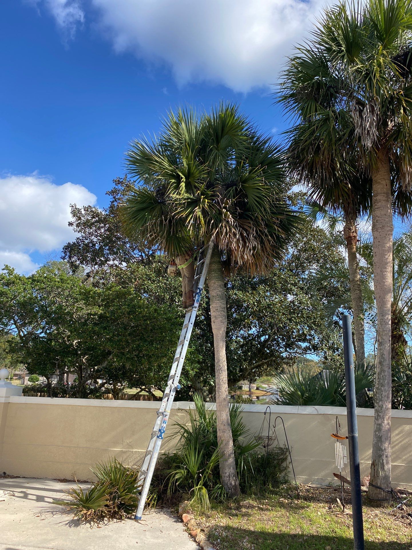 Deerwood Resident | Tree Removal & Palm Trimming by ProGreen Services