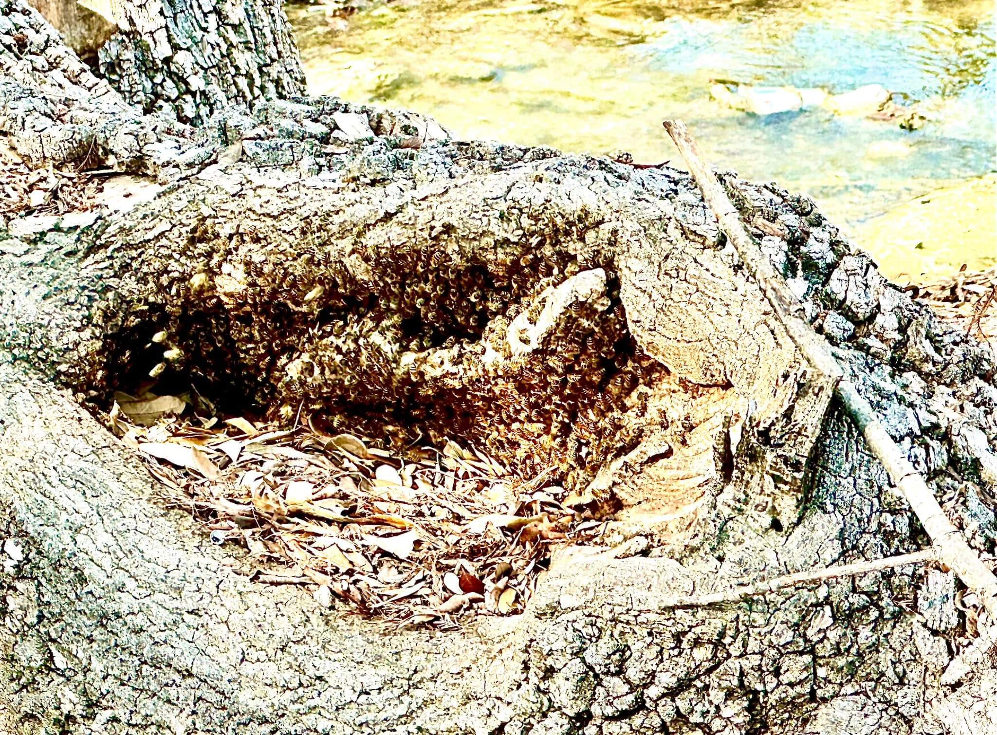 Fallen Tree by Rockwall Honey Bee Company