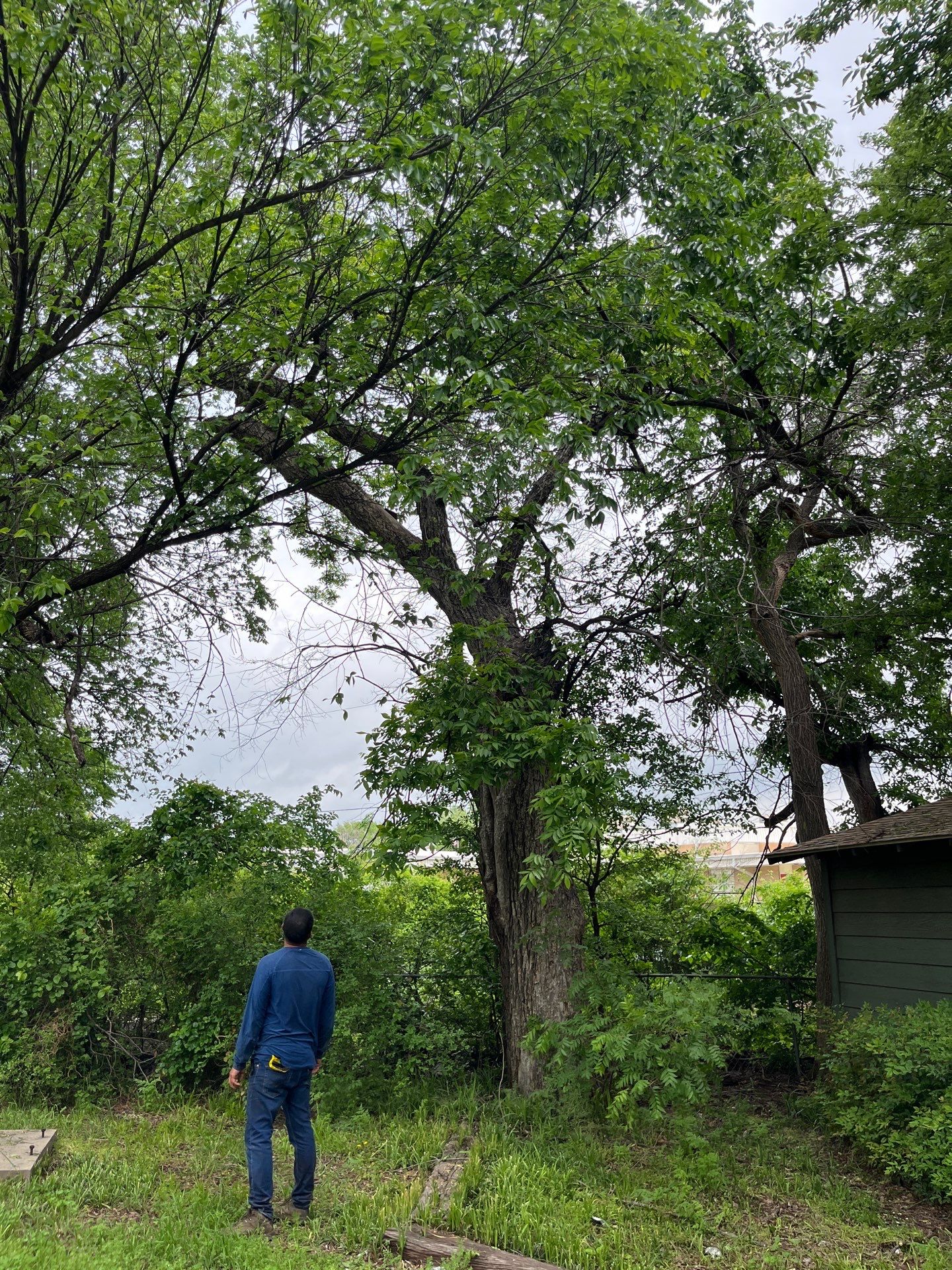 Tree Removal by Clays Services Inc