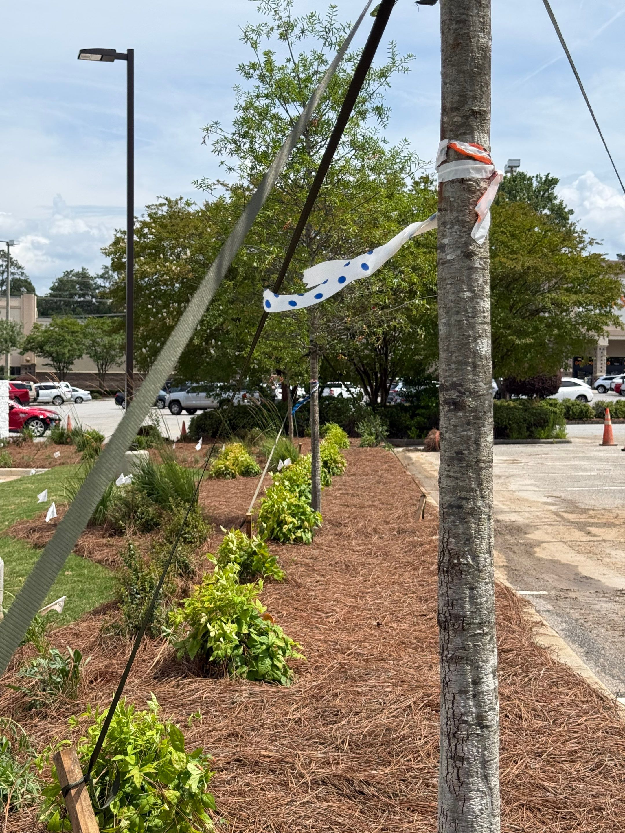 FTB Haribson Bank Project Columbia SC - (Commercial) by Carolina-Metro Landscape, Inc