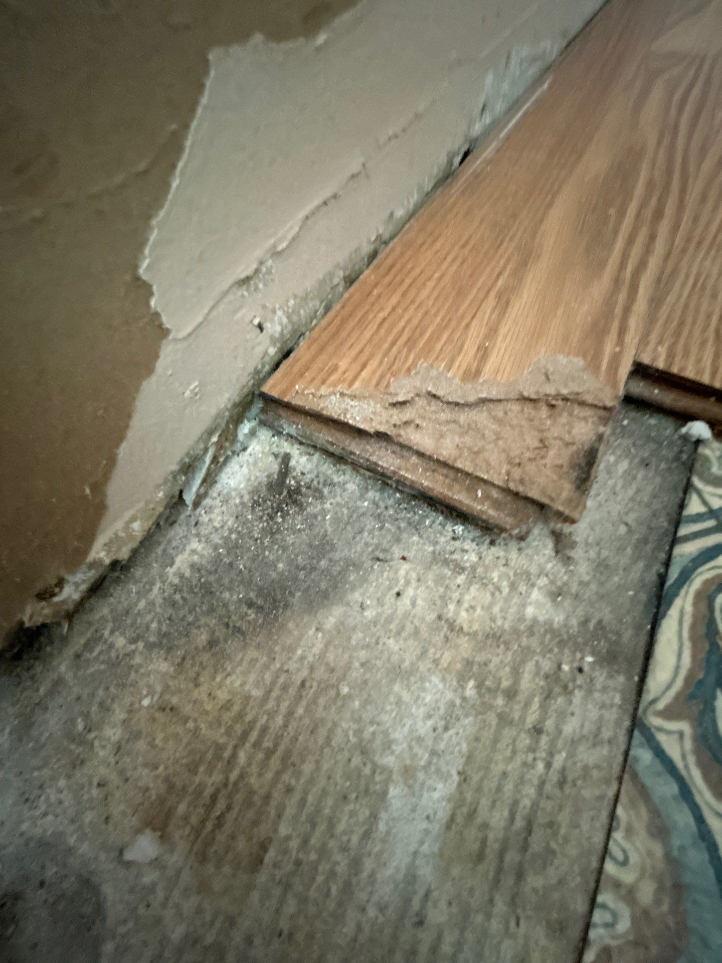 Black Mold Removal In Venice Florida by Ampm Restoration Services