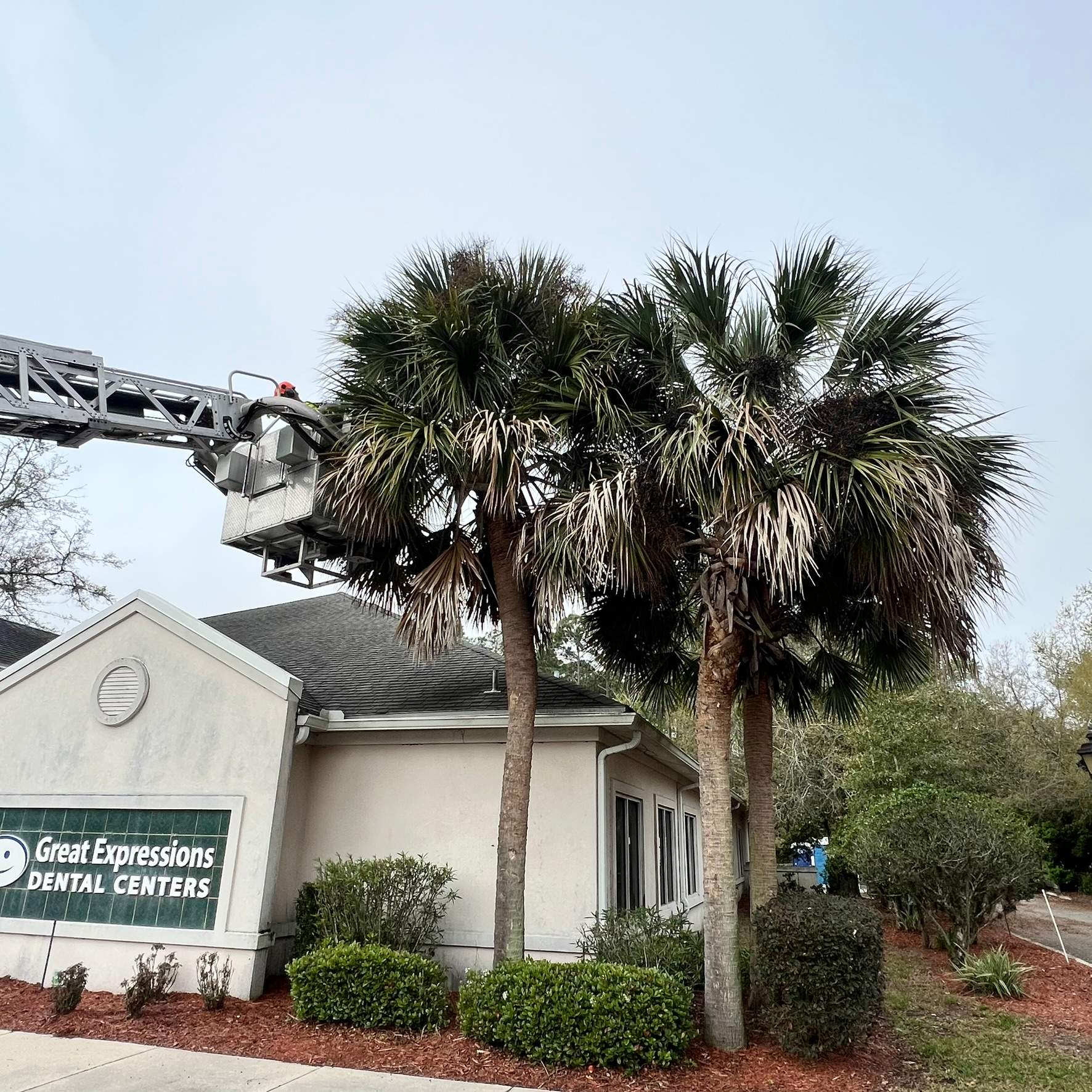 Tree Work | Great Expressions Dental by ProGreen Services