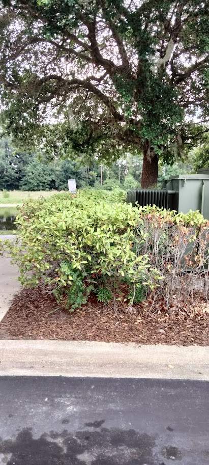 Homewood Suites | Tree Service by ProGreen Services