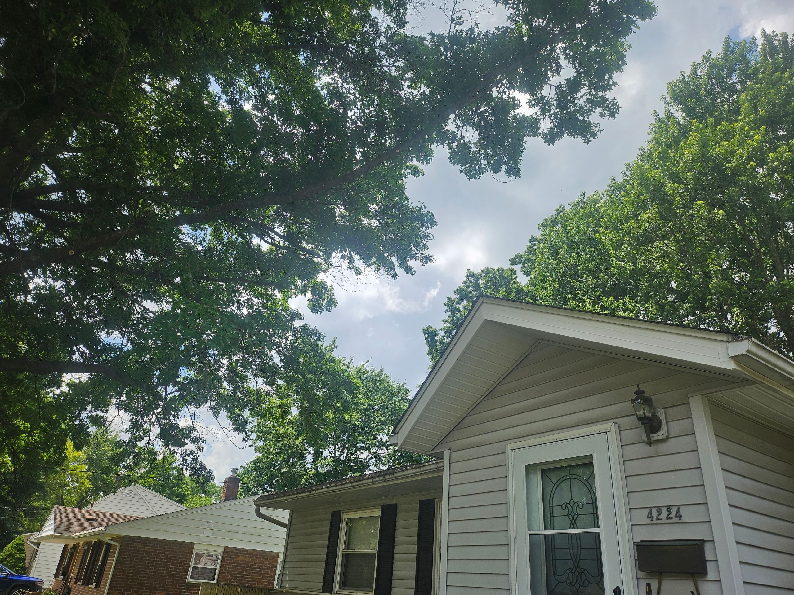 Tree Trimming using Tree Pruing by Mike Jones & Sons Tree Service LLC 