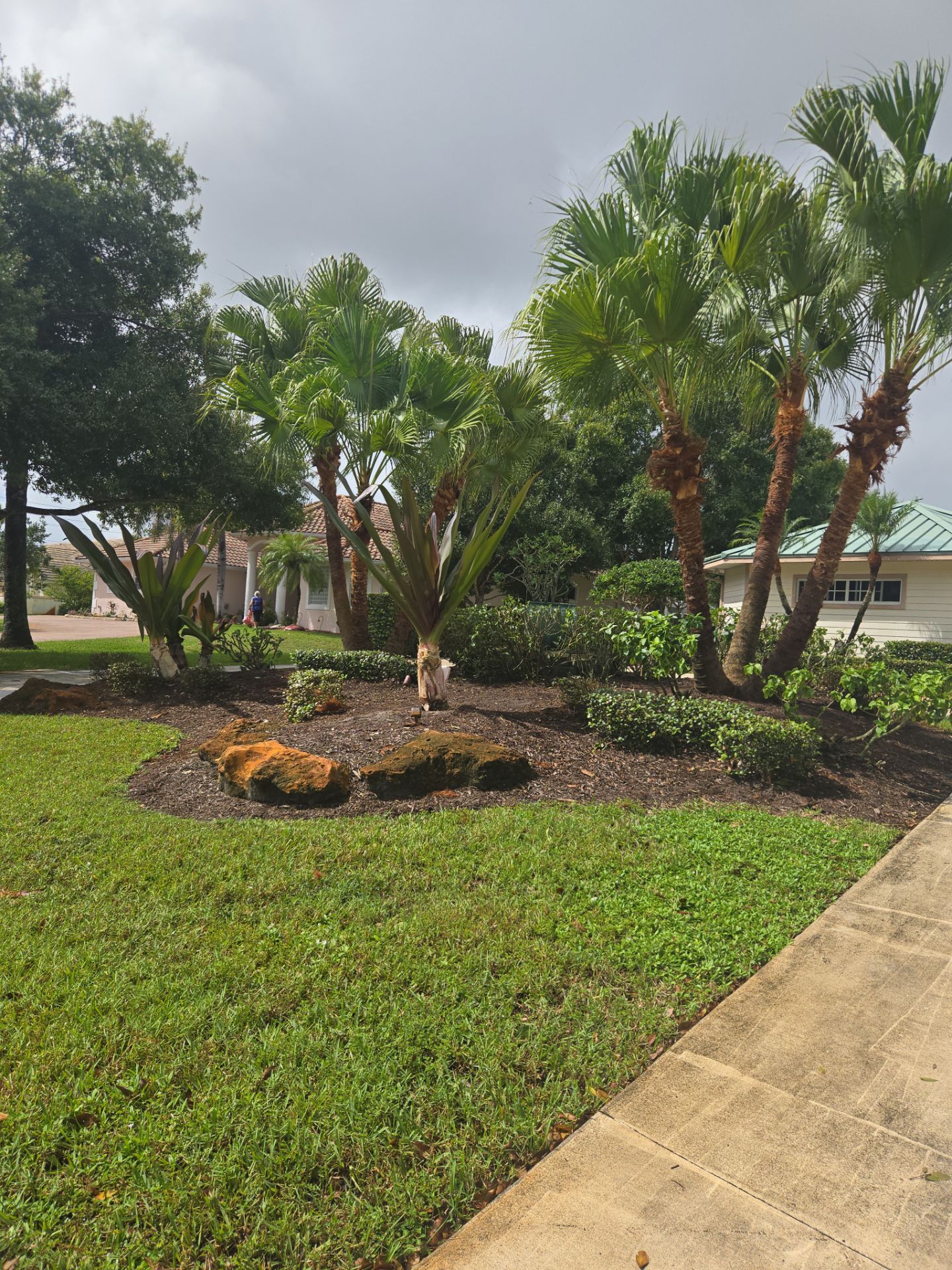 🌴 A Masterclass in Proper Palm Tree Cleaning & Trimming in Palm City Community by Alpha Zeta Enterprises Inc