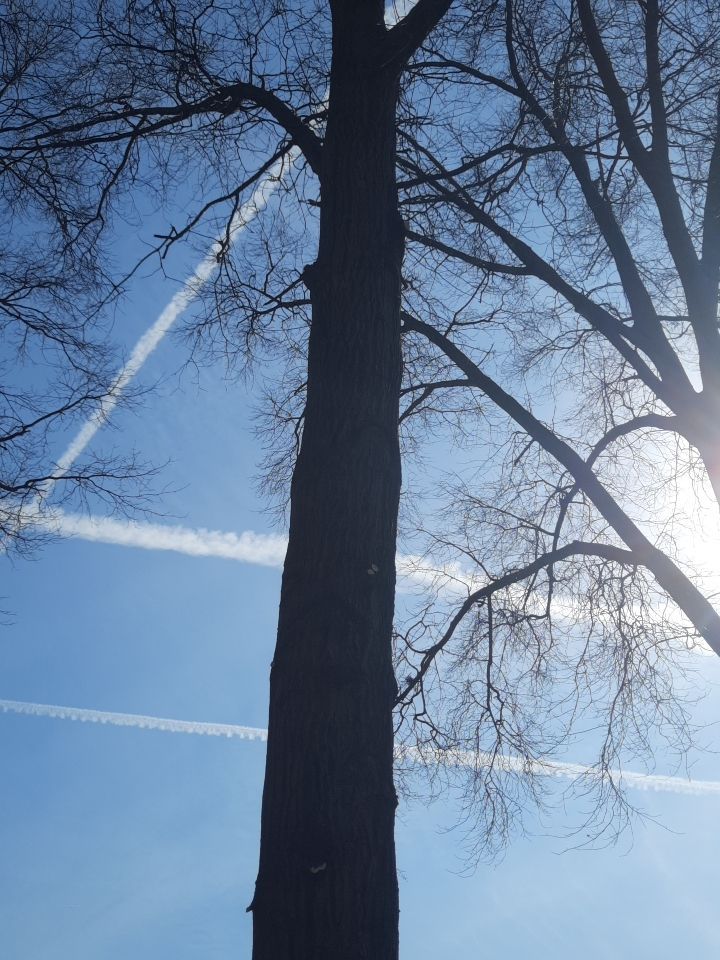 Tree Trimming using Tree Pruing by Mike Jones & Sons Tree Service LLC 