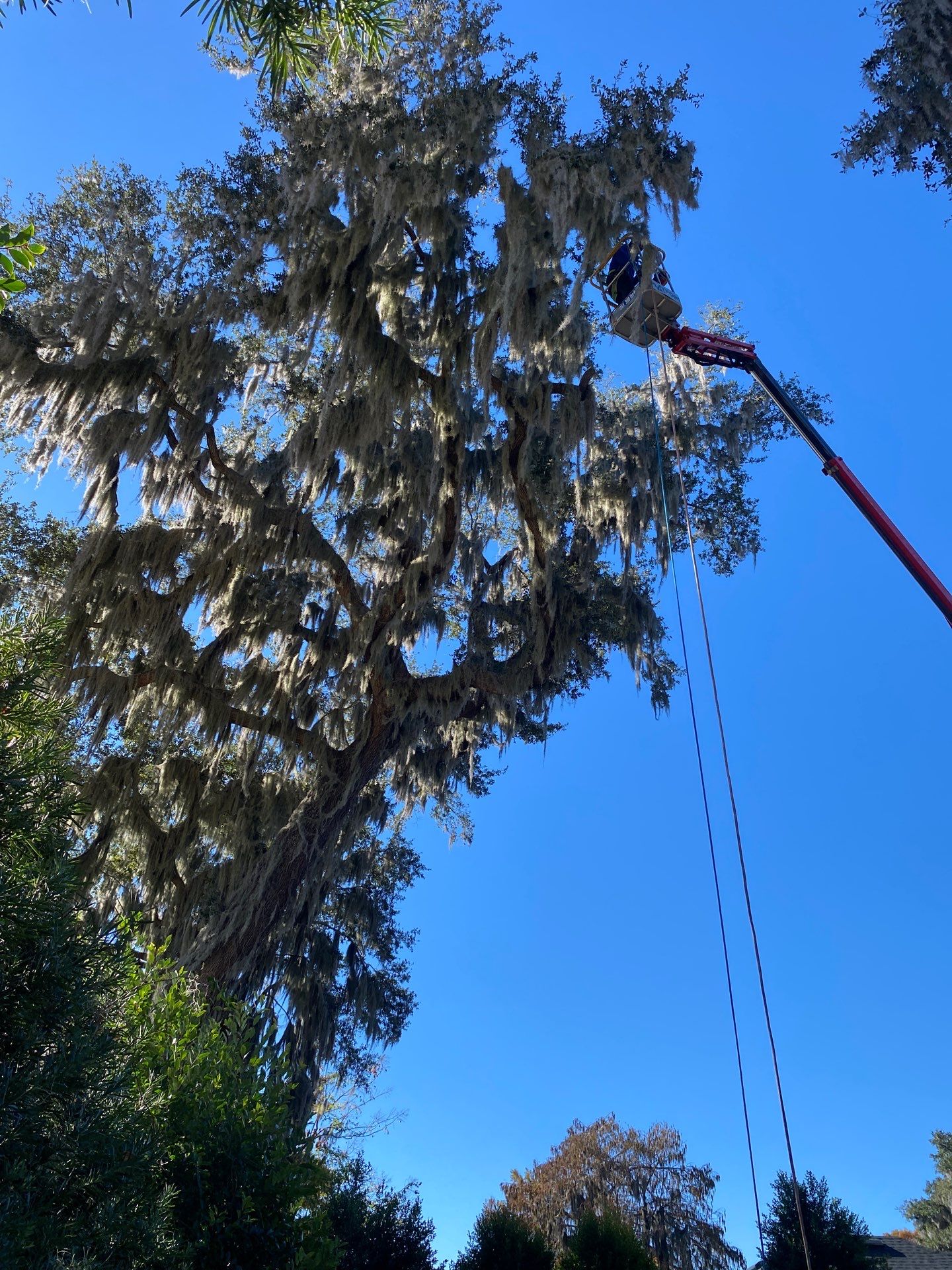 Residential | Tree Service by ProGreen Services