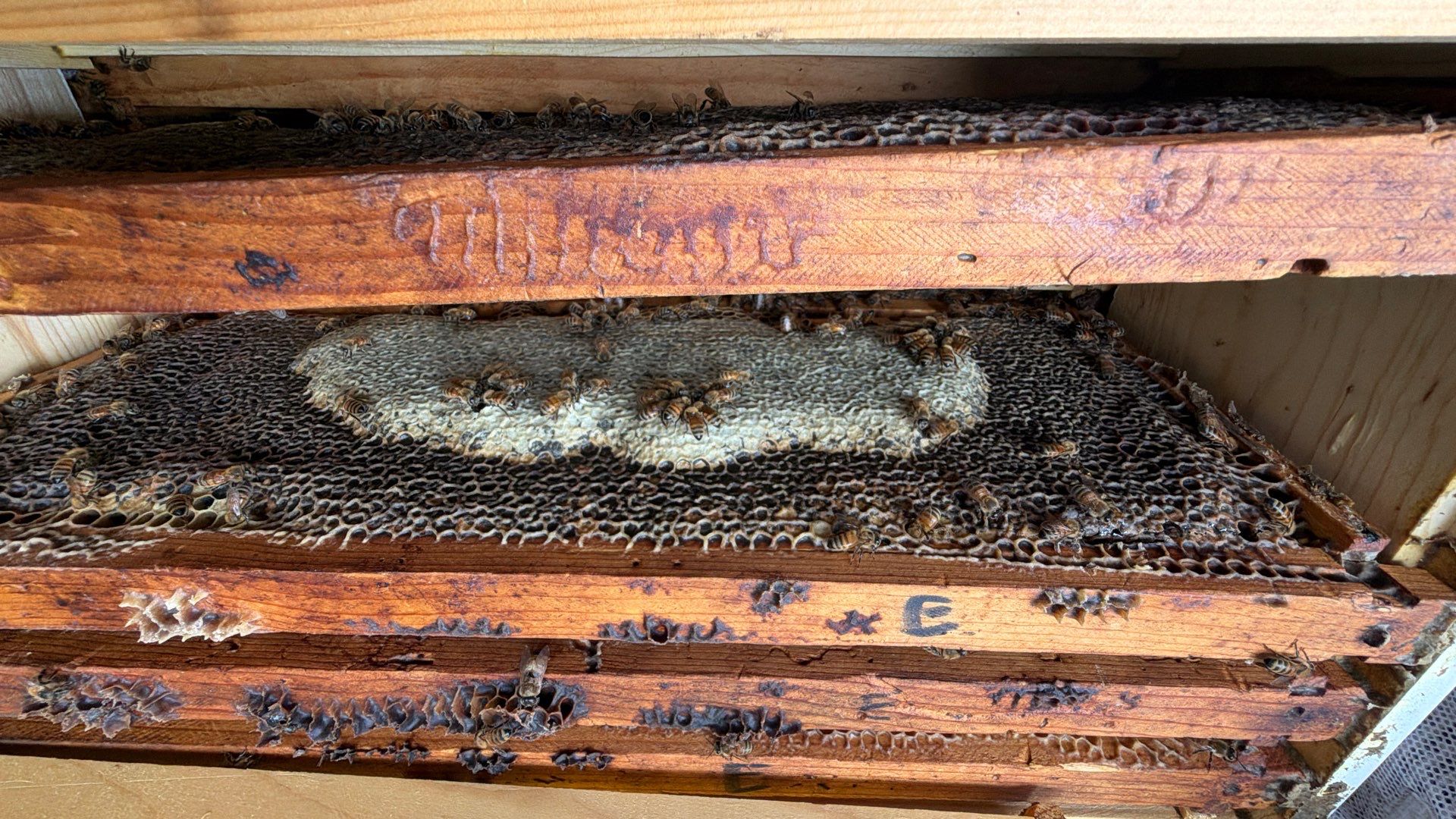 Beekeeping Family Time by Rockwall Honey Bee Company