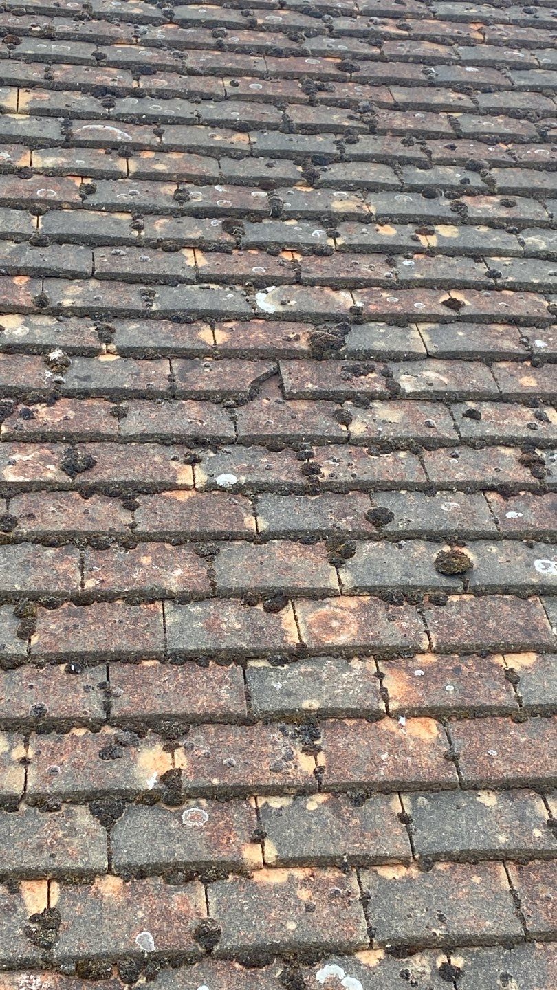 Roof Clean - Moss Removal using Honda 15lpm Low Pressure Washing Machine by Ges Exterior Cleaning ltd