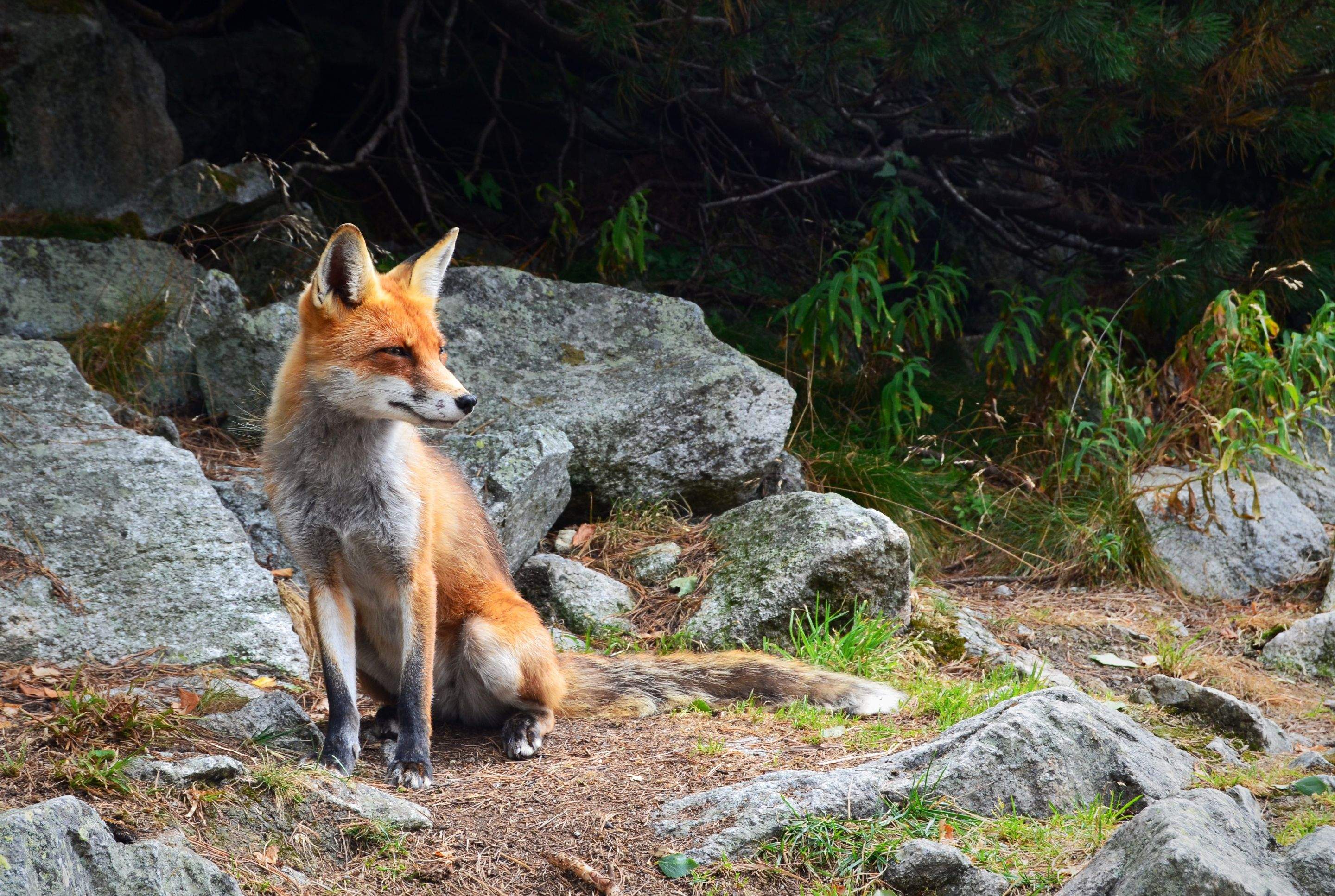 Animals using Ruby by CompanyCam