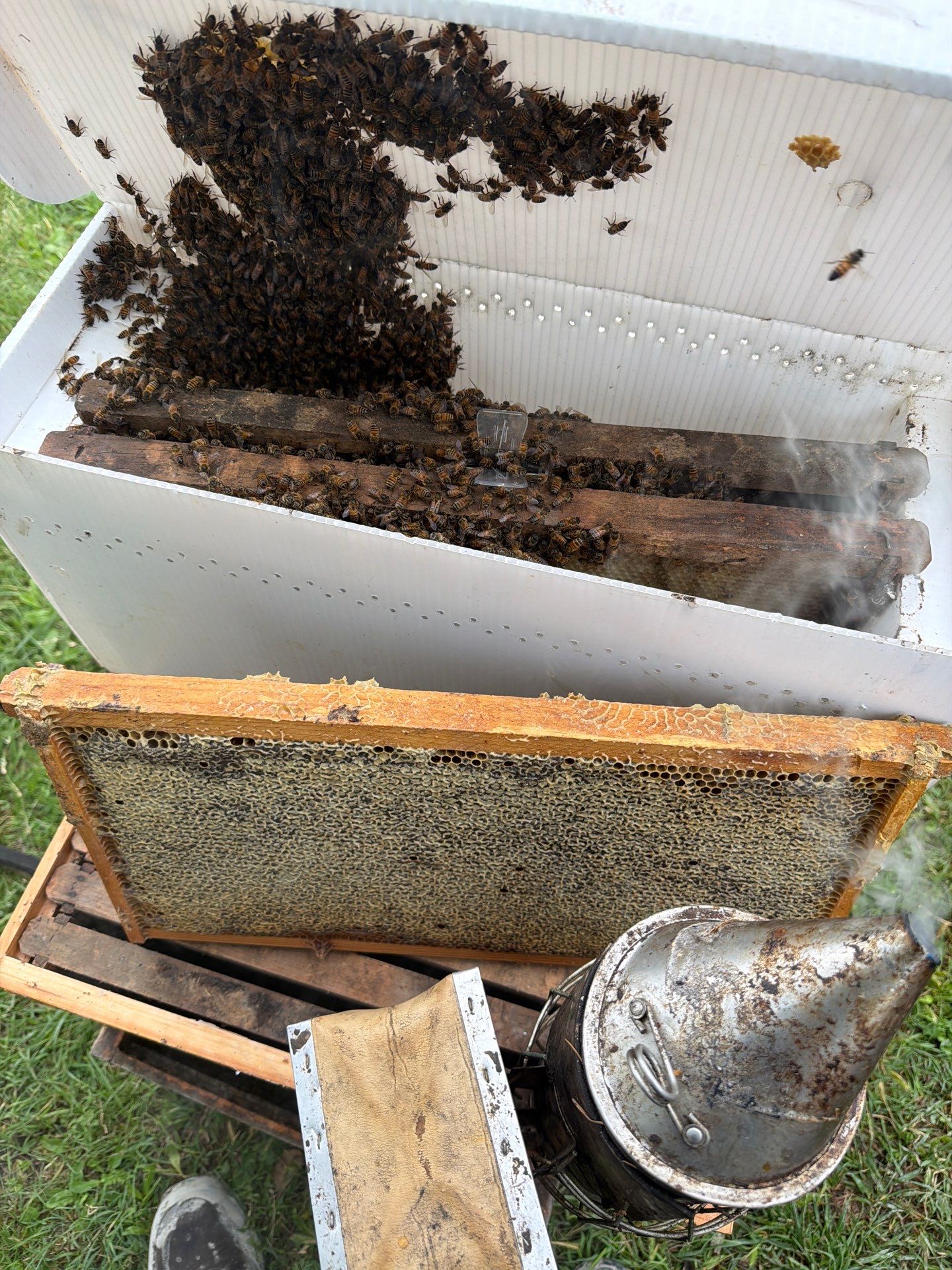 Rockwall Swarm: Downtown Construction Site by Rockwall Honey Bee Company