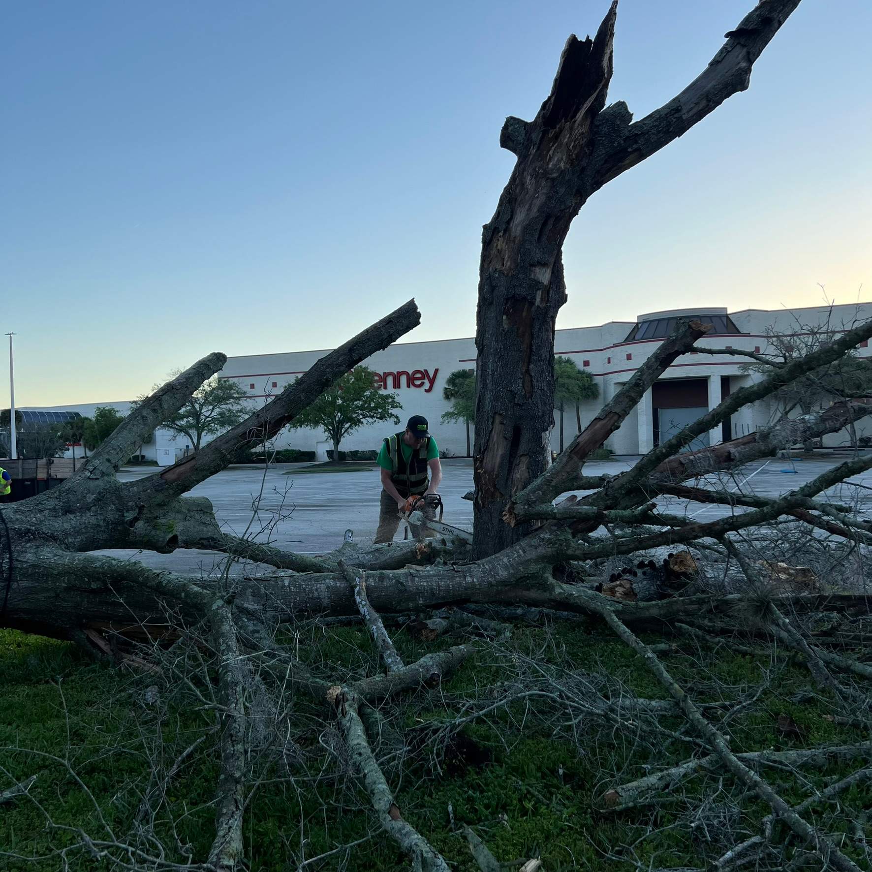 Tree Work | The Avenues Mall by ProGreen Services