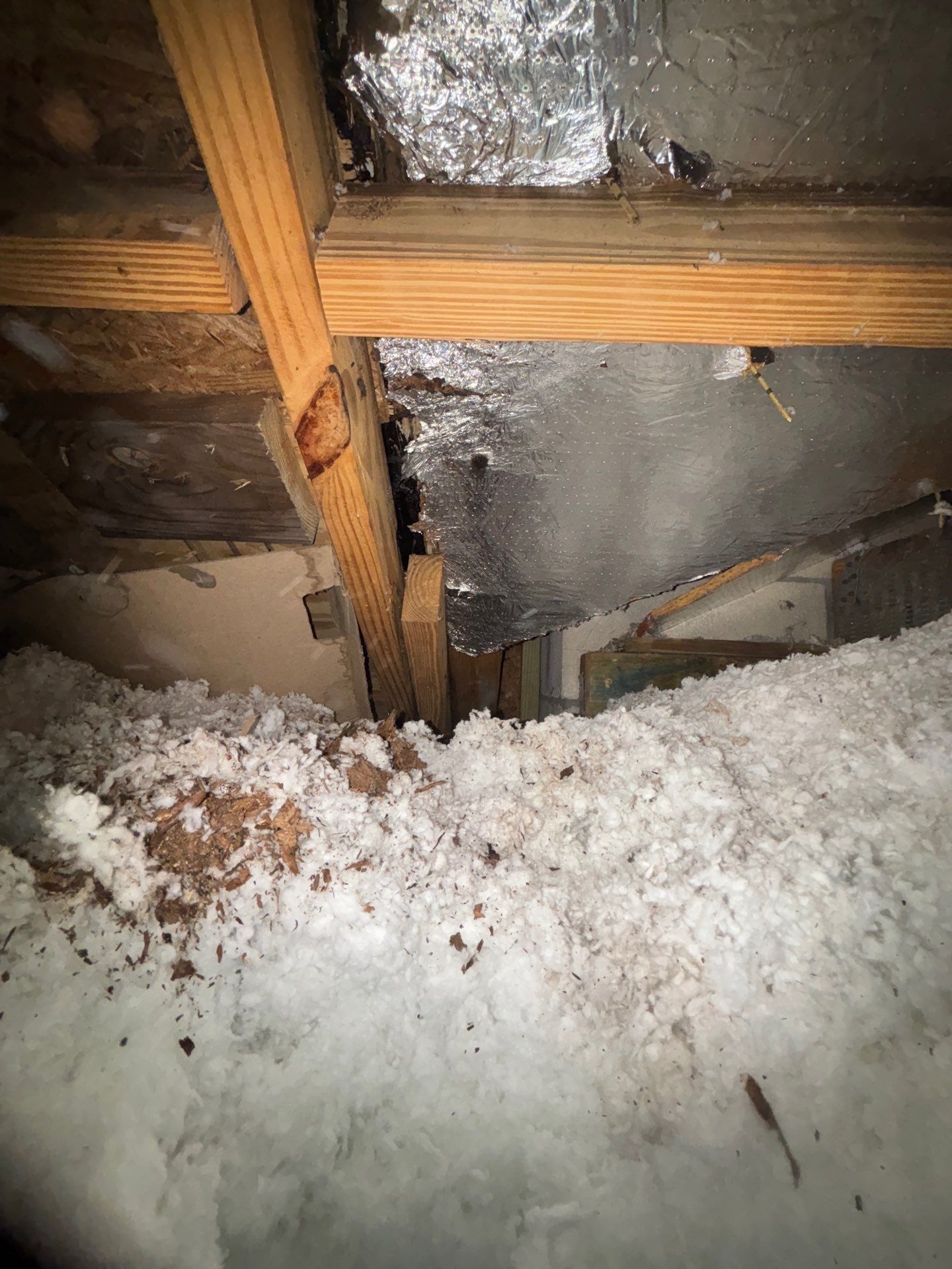 Mold Removal and treatment in Brandon, Florida by Ampm Restoration Services