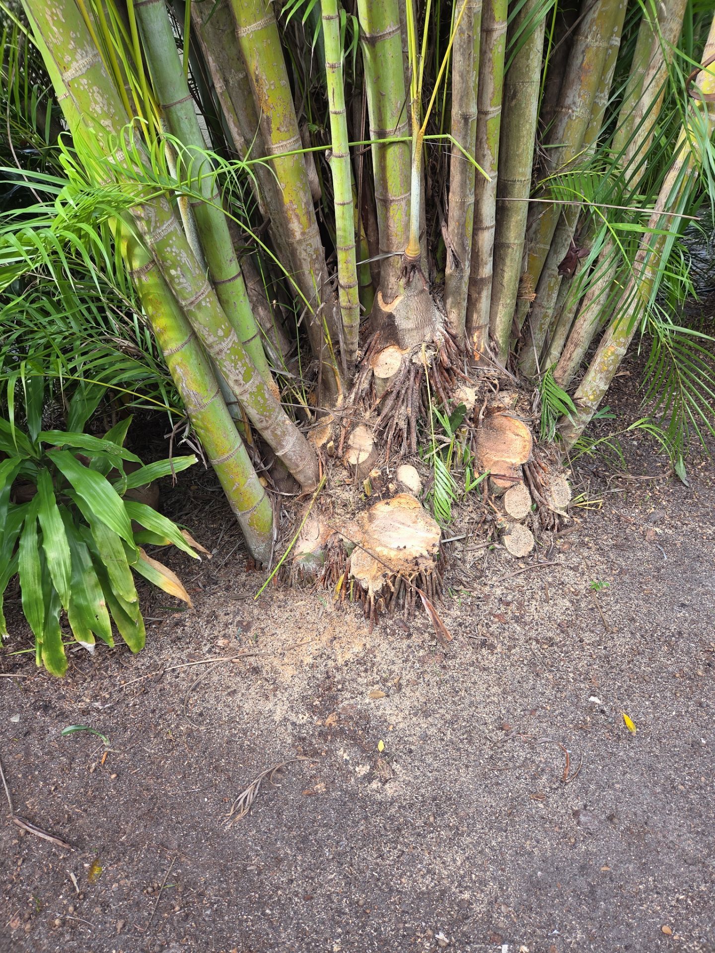 ✨ “Sweep, Spruce & Scoot!” ✨ by Alpha Zeta Enterprises Inc