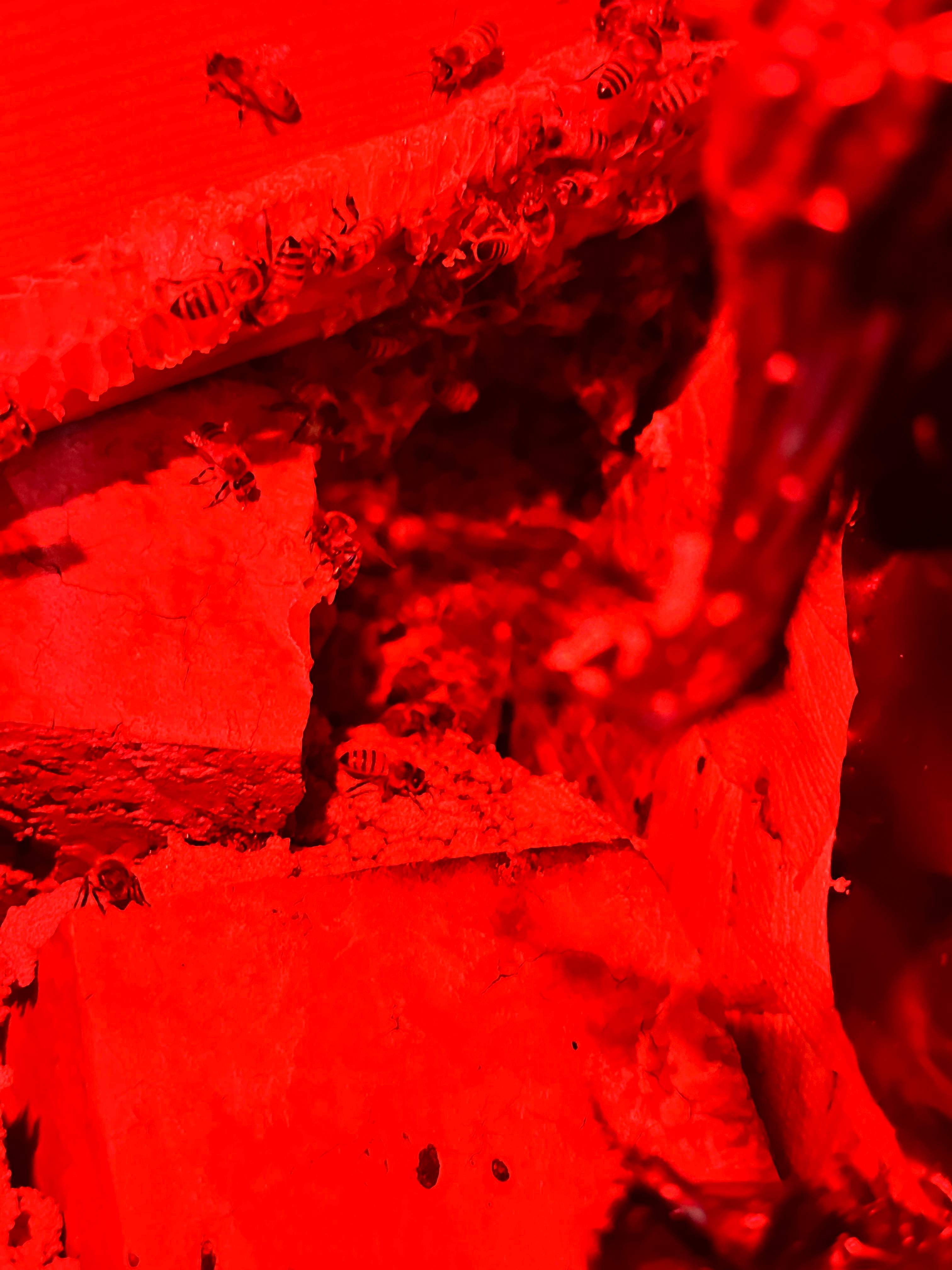 Yes, Professor. by Rockwall Honey Bee Company