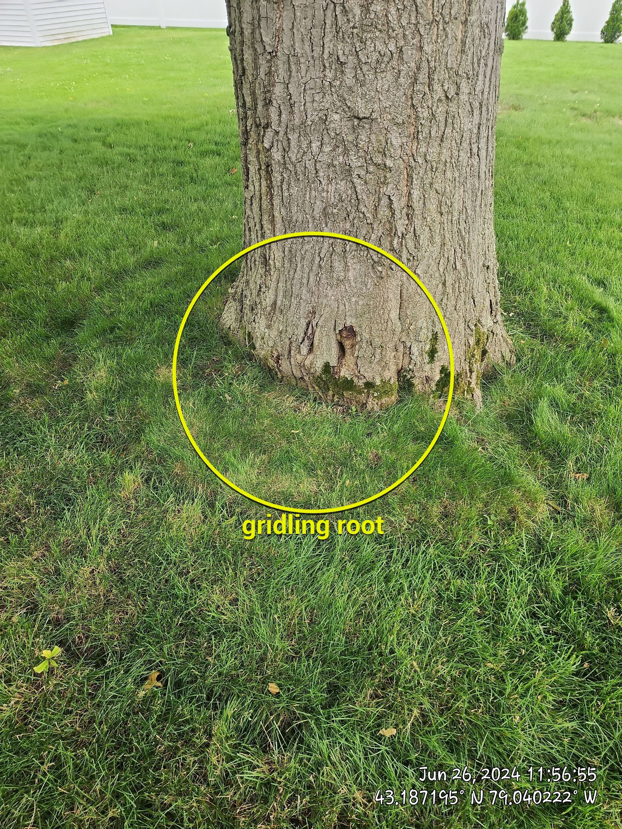 Griddling Root on Oak by Treeman Tom LLC