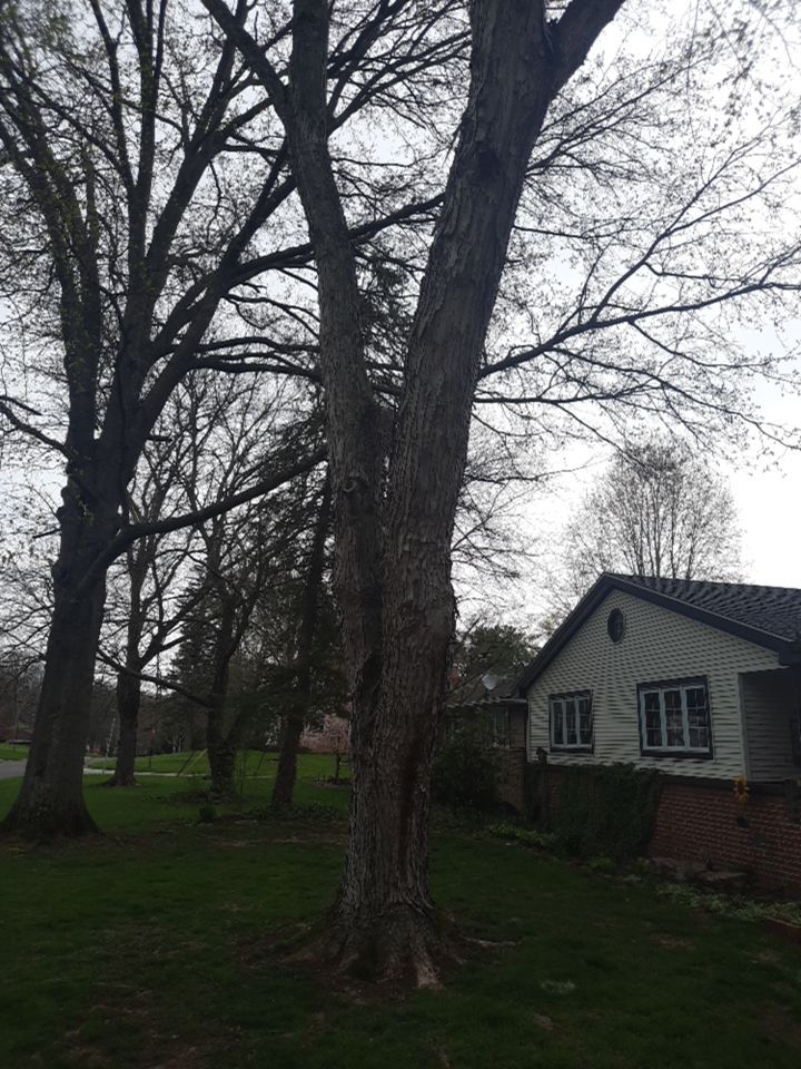 Tree Removal using Tree Removal by Mike Jones & Sons Tree Service LLC 