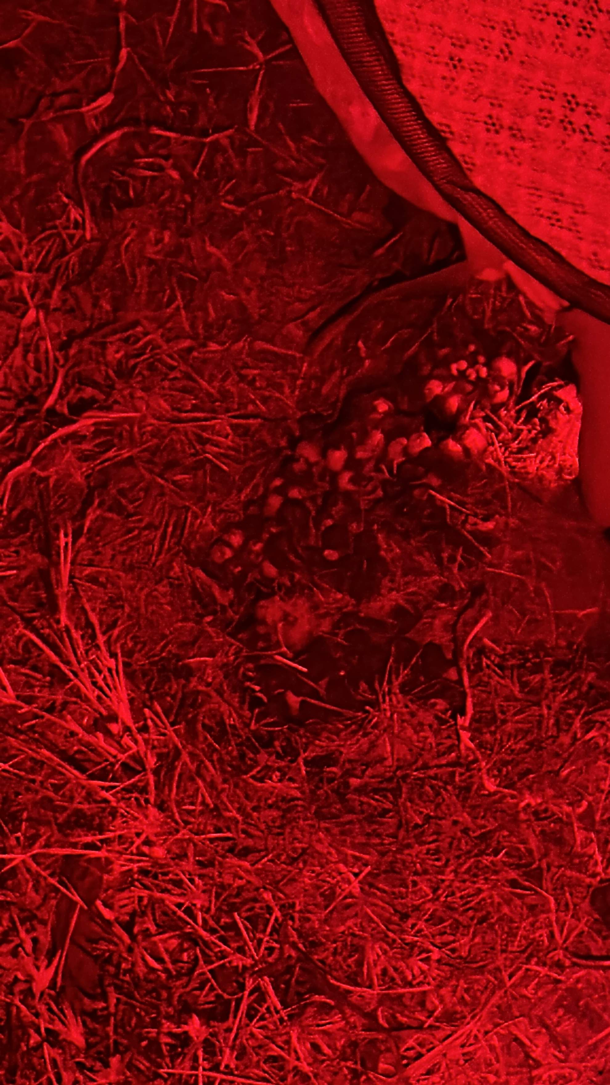 Bumblebees! by Rockwall Honey Bee Company