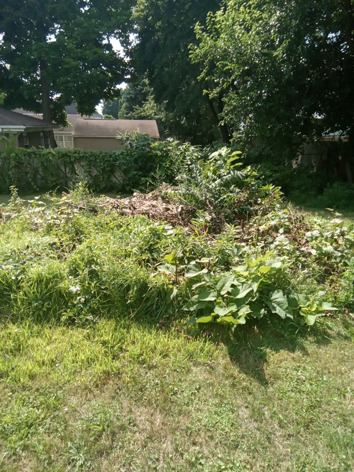 Tree Removal using Tree Removal by Mike Jones & Sons Tree Service LLC 