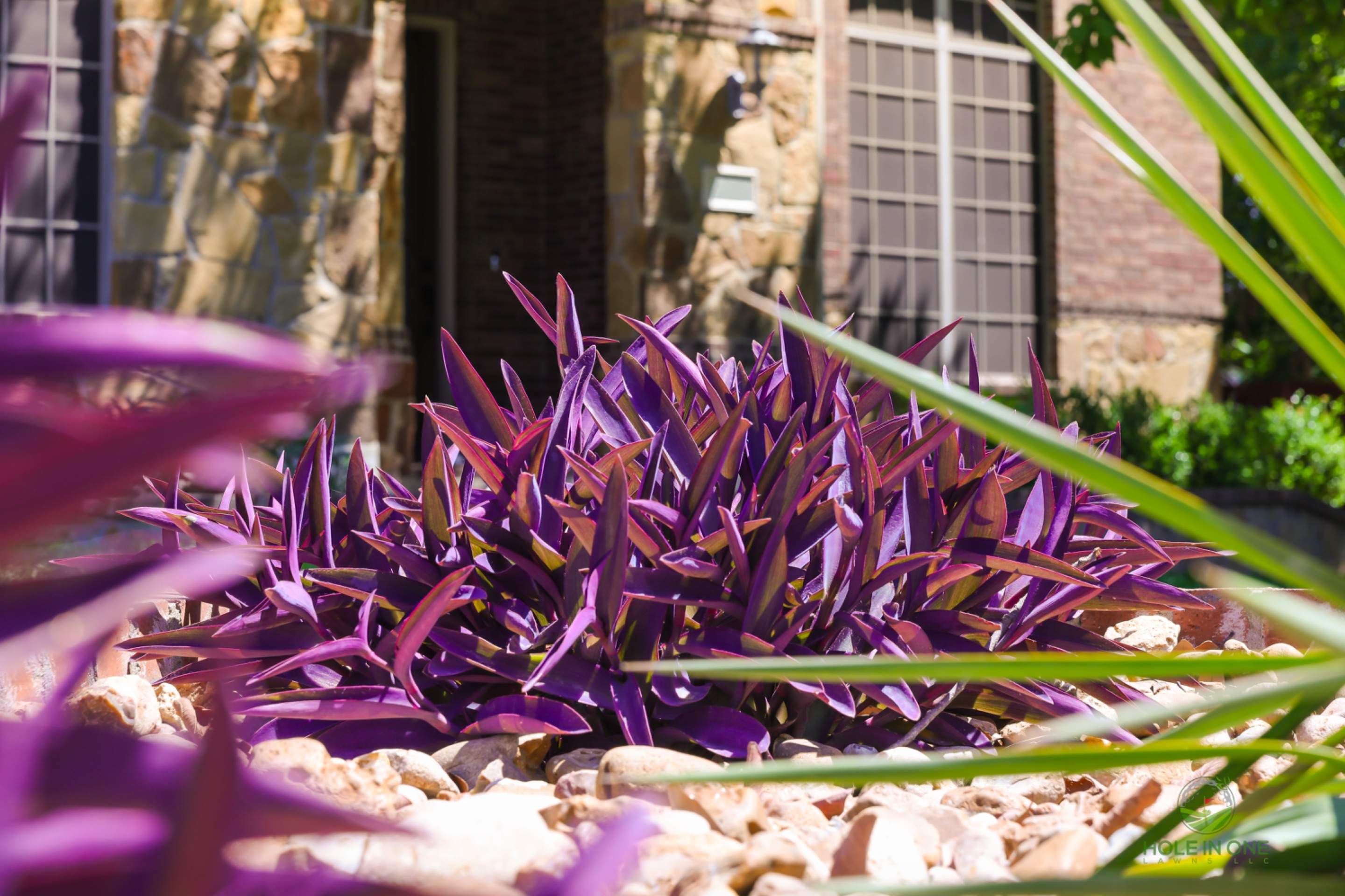 Belgard Paver Walkway, Rock Beds & Wax Myrtles | Far West Side, San Antonio TX by Hole In One Lawns, LLC