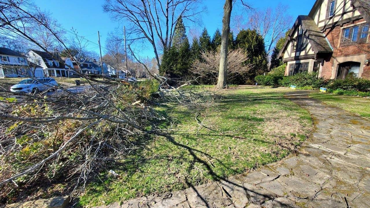 Tree Removal using Tree Removal by Mike Jones & Sons Tree Service LLC 