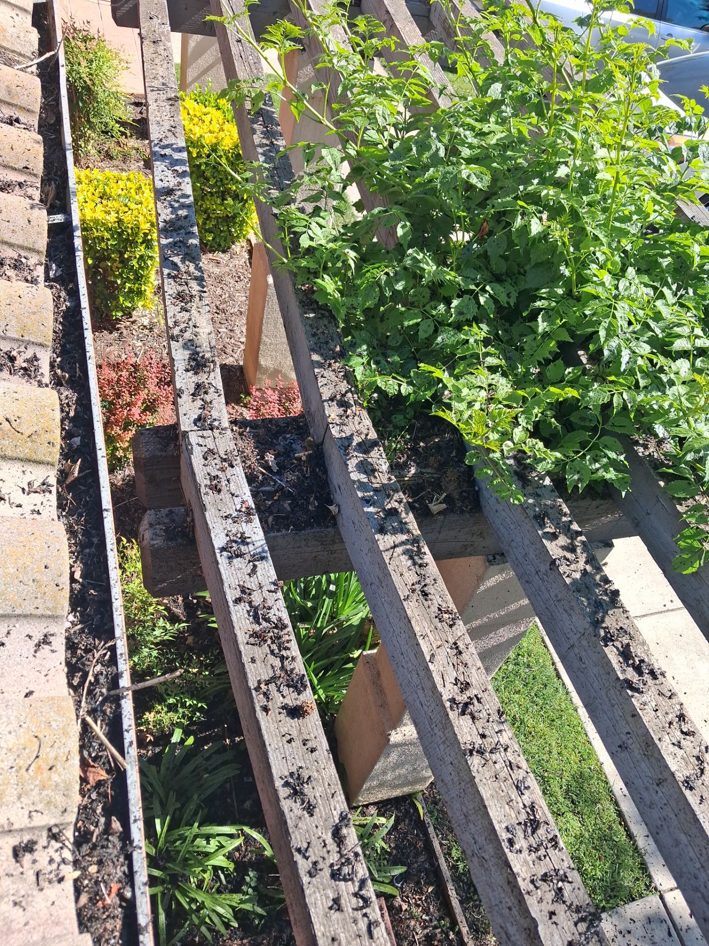 Commercial gutter cleaning Stockton, CA before photo with filled gutters