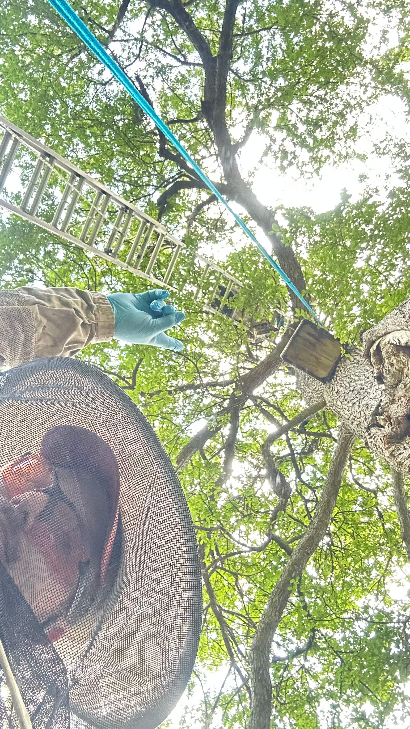 Tollway Tree by Rockwall Honey Bee Company