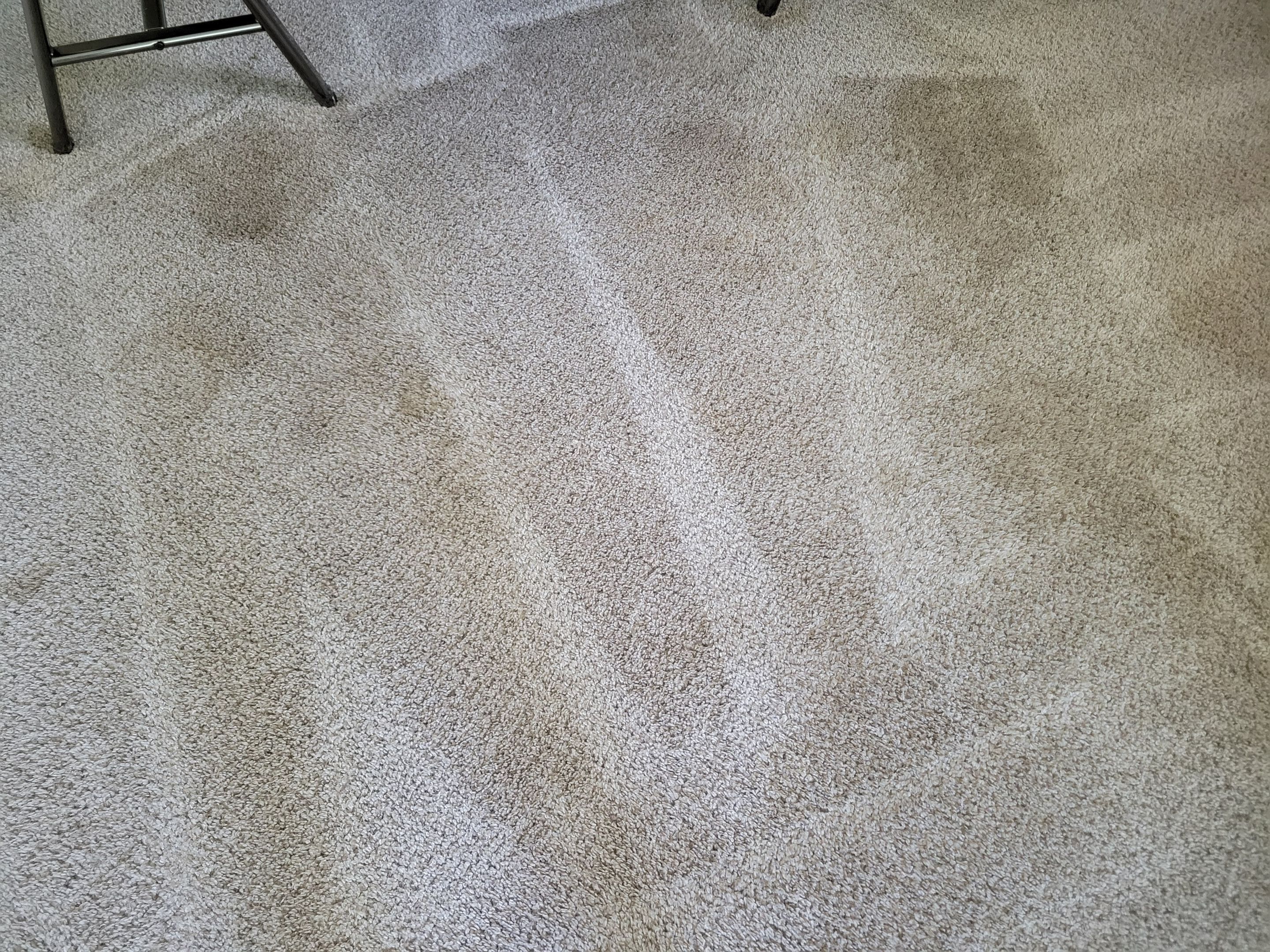 Pet Stain Treatment and Carpet Cleaning by Ardent Carpet Restore LLC